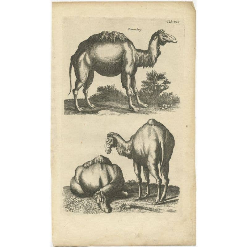 Rare Antique Engraving of a Dromedary, 1657
