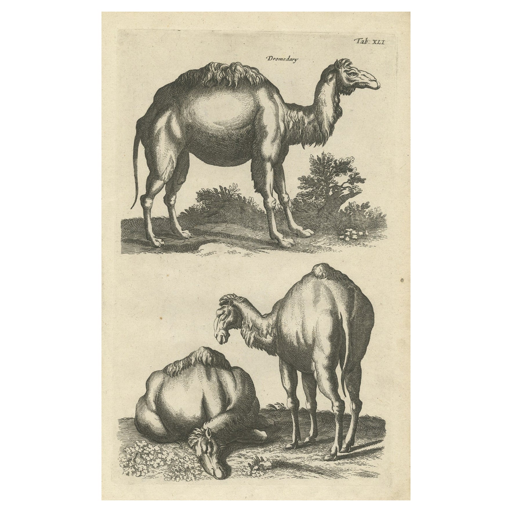 Rare Antique Engraving of a Dromedary, 1657