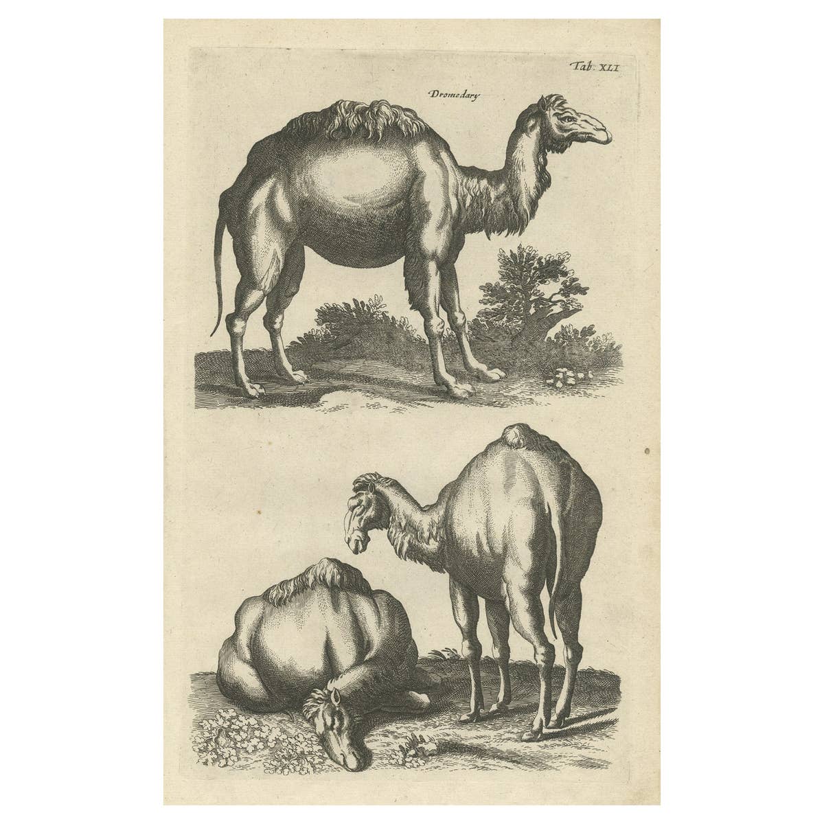 Rare Antique Engraving of a Dromedary, 1657