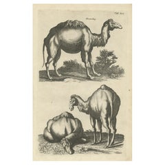 Rara incisione antica di un dromedario, 1657