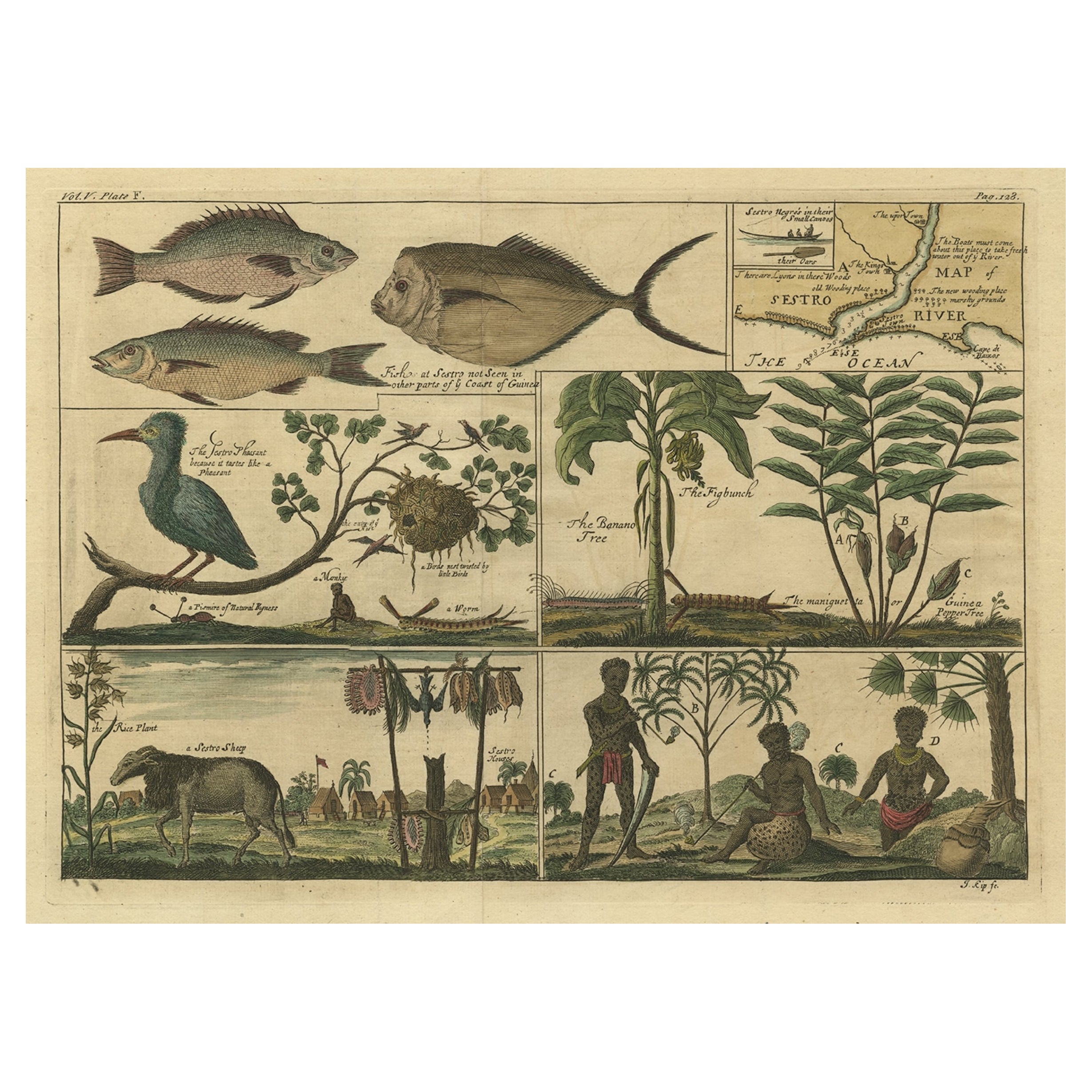 Seltene antike Gravur des Lebens in der Nähe des Sestro- Flusses, Liberia in Afrika, 1744