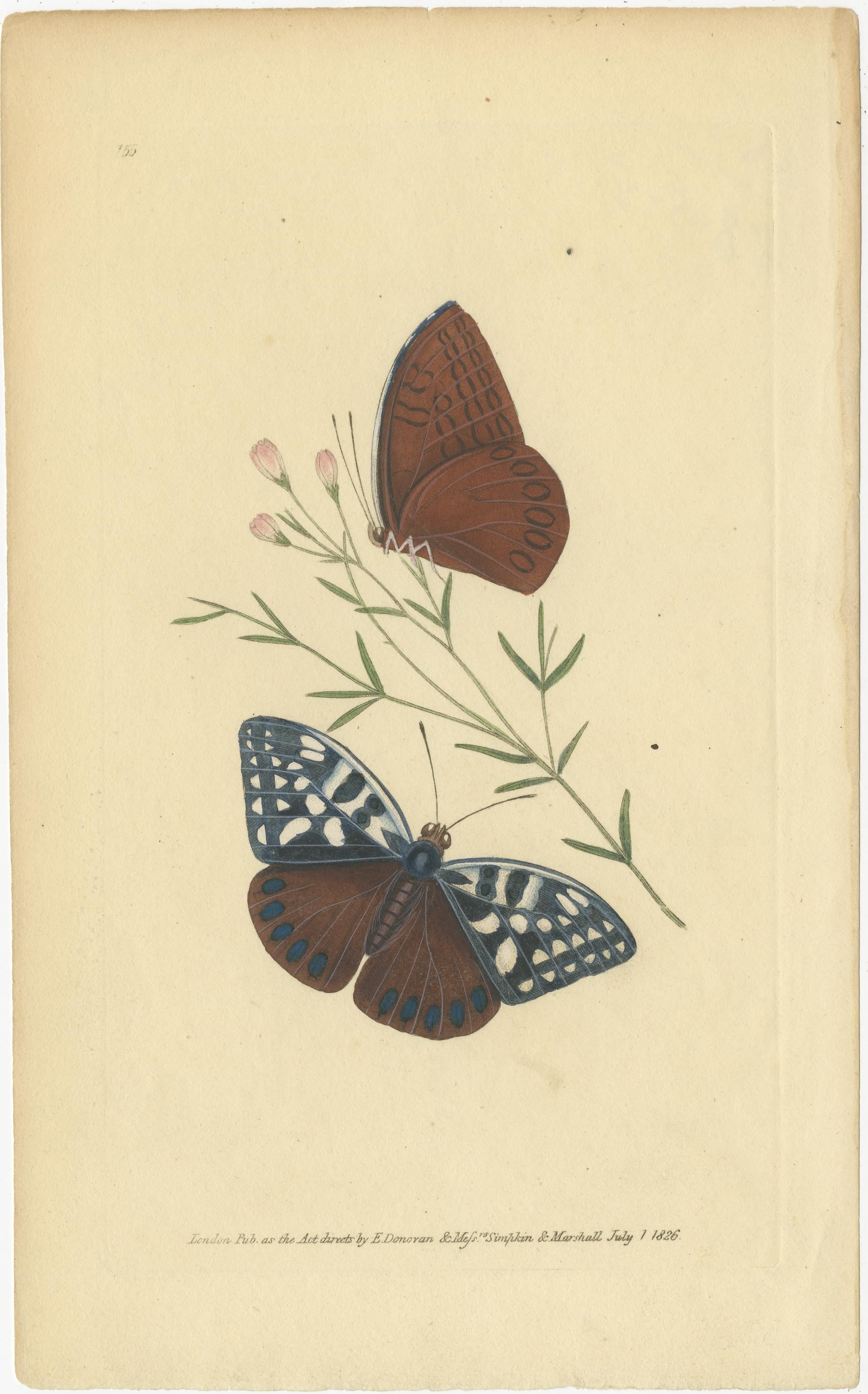 Title: Rare Antique Hand-Colored Butterfly Engravings by Edward Donovan (1820s) – Set of Four Exquisite Natural History Prints

This striking set of four antique butterfly prints represents the finest examples of natural history illustration from