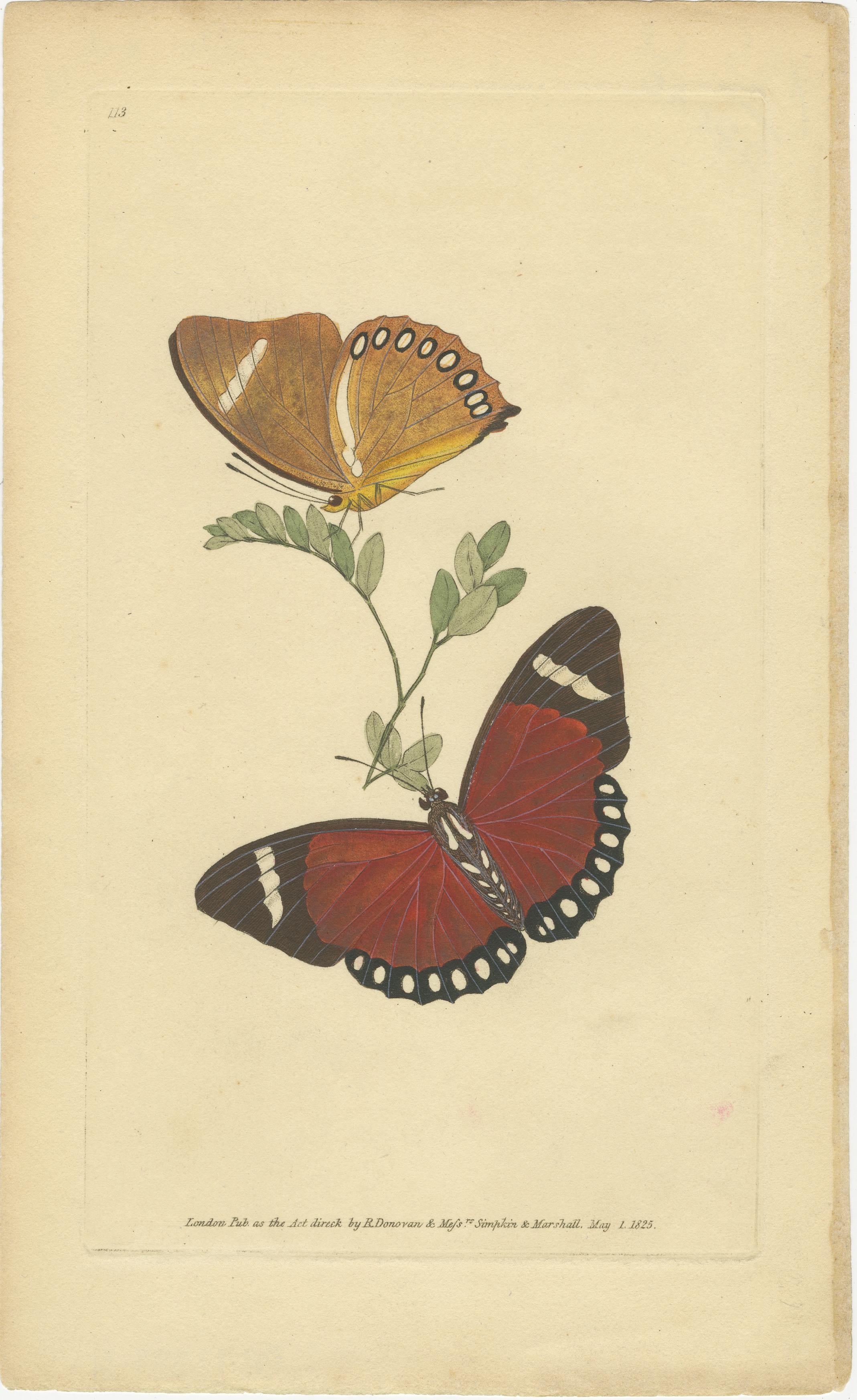 Engraved Rare Antique Hand-Colored Butterfly Engravings by Edward Donovan (1820s) For Sale