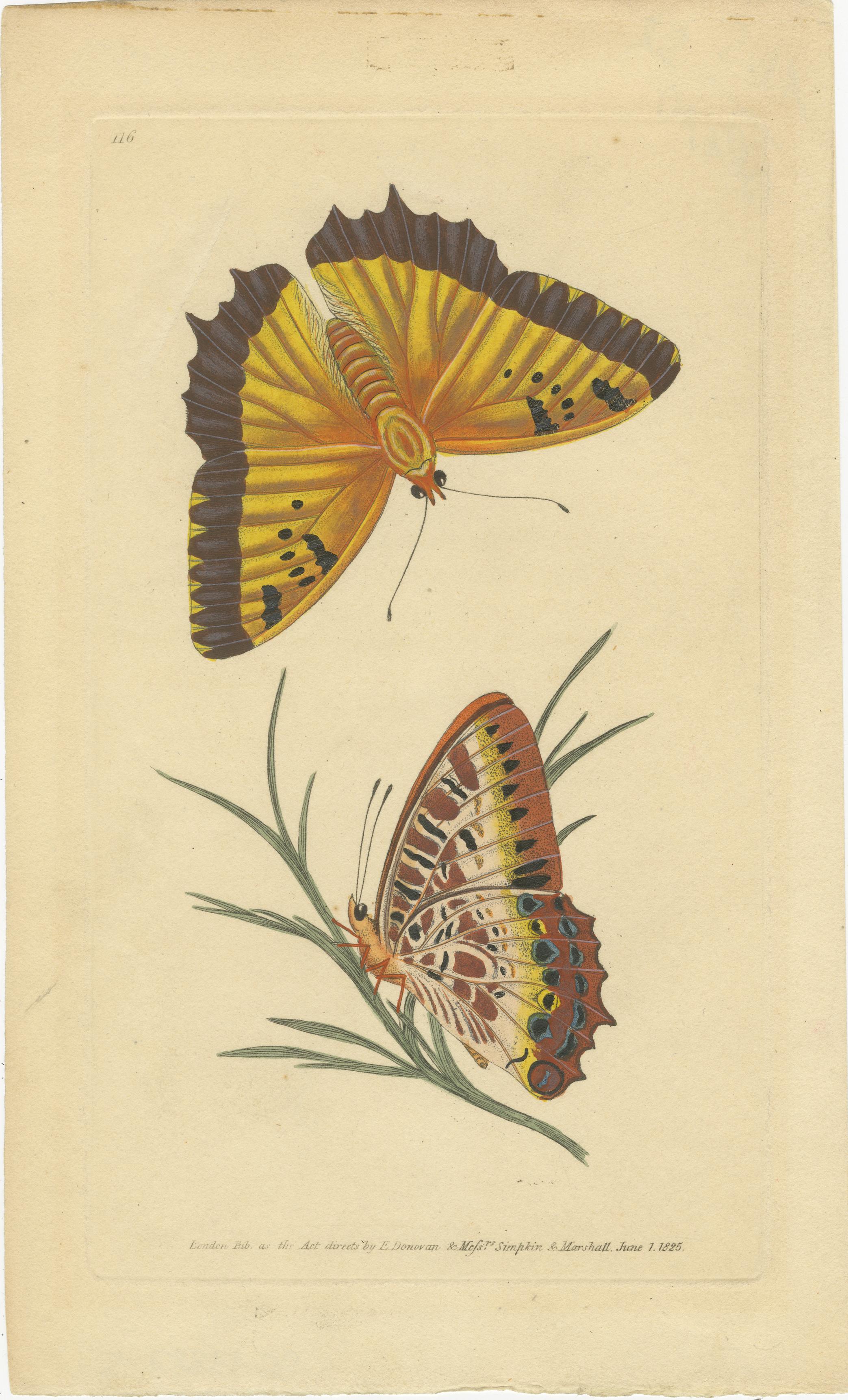 Rare Antique Hand-Colored Butterfly Engravings by Edward Donovan (1820s) In Good Condition For Sale In Langweer, NL