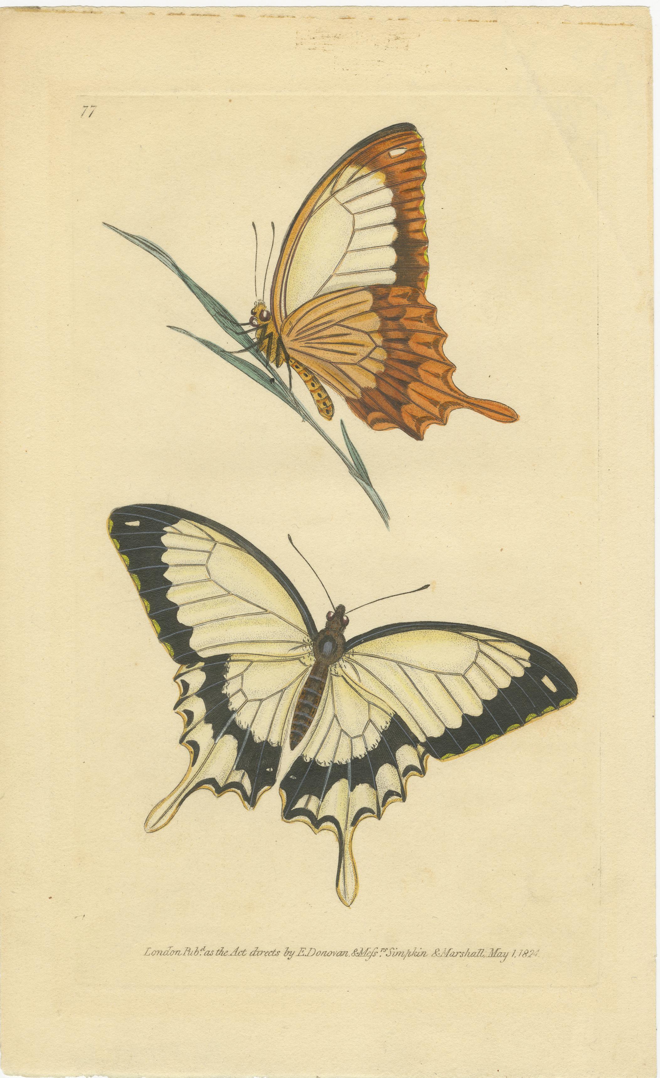 Early 19th Century Rare Antique Hand-Colored Butterfly Engravings by Edward Donovan (1820s) For Sale