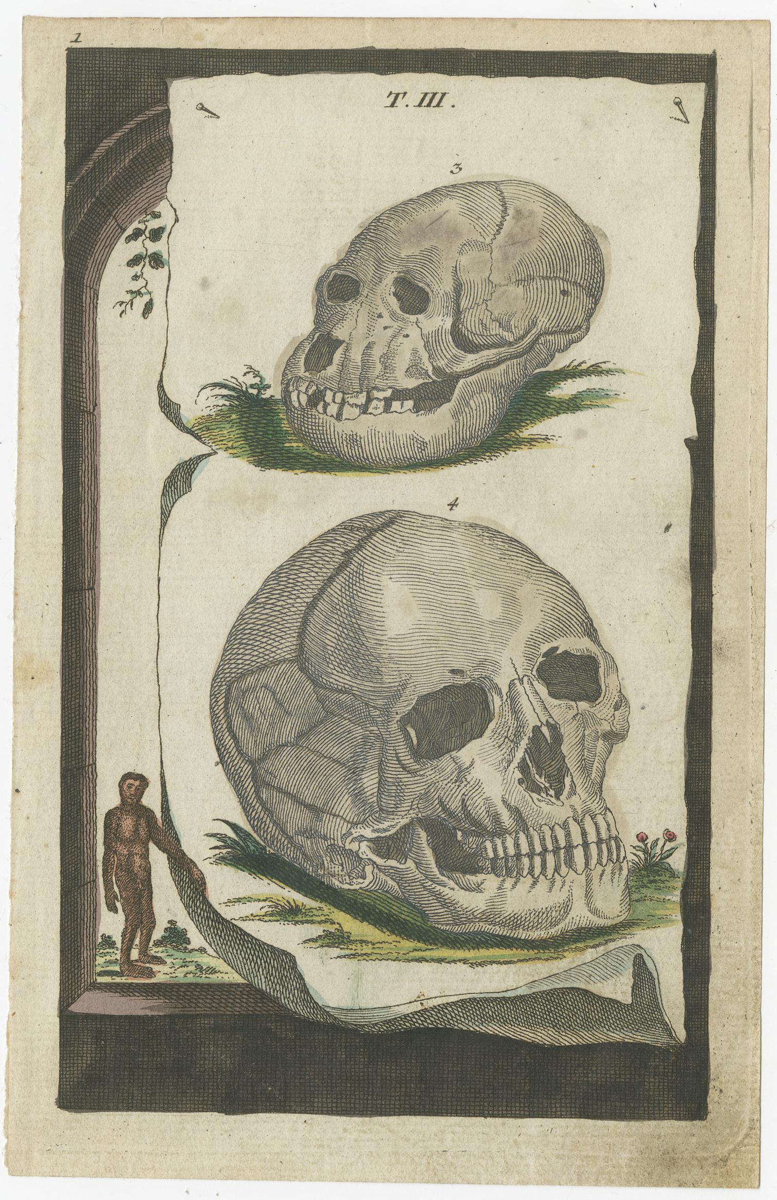Small original antique print with two skulls. Source unknown, to be determined. Published circa 1790.