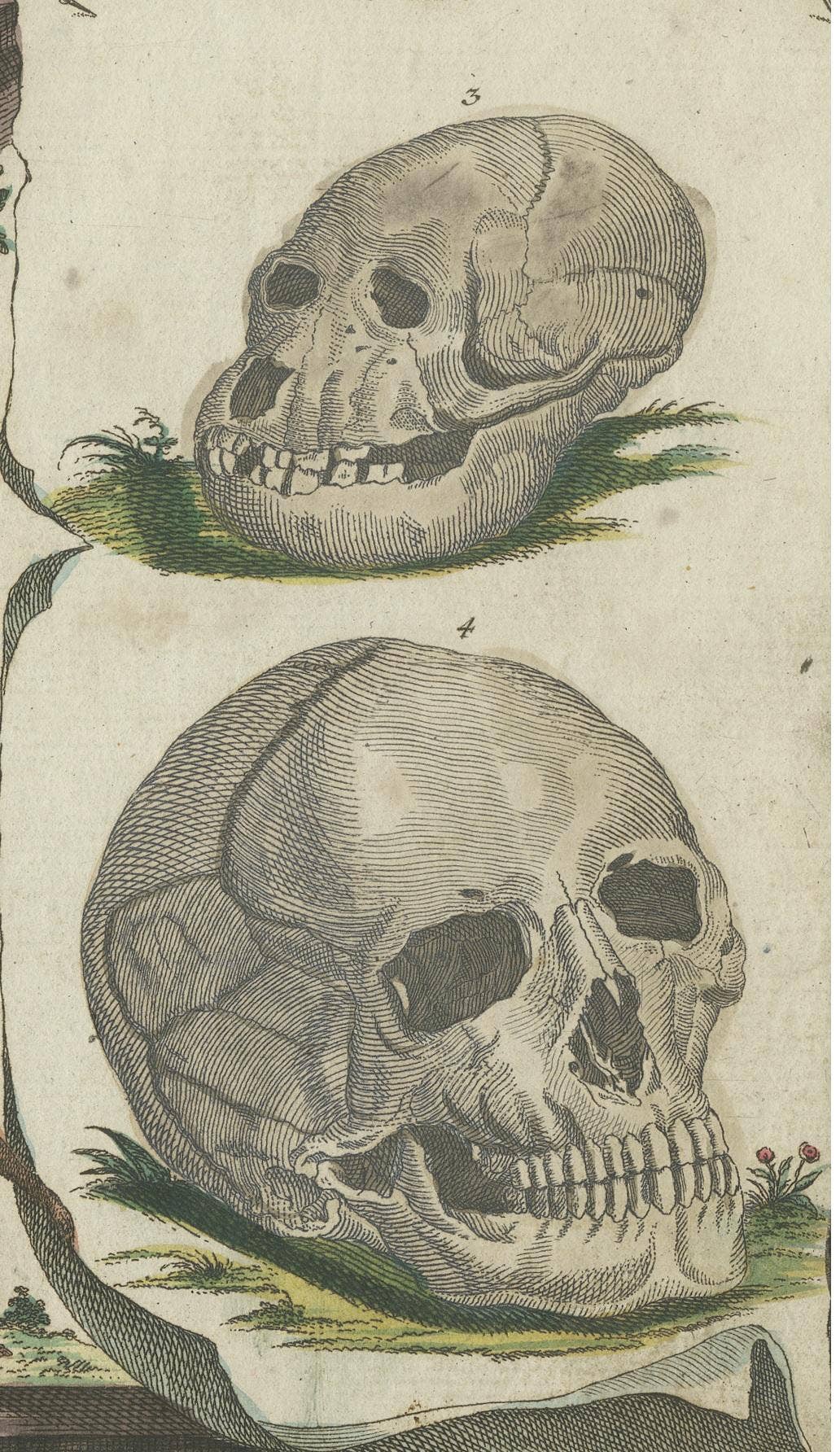 Rare Antique Hand-Colored Print with Two Skulls