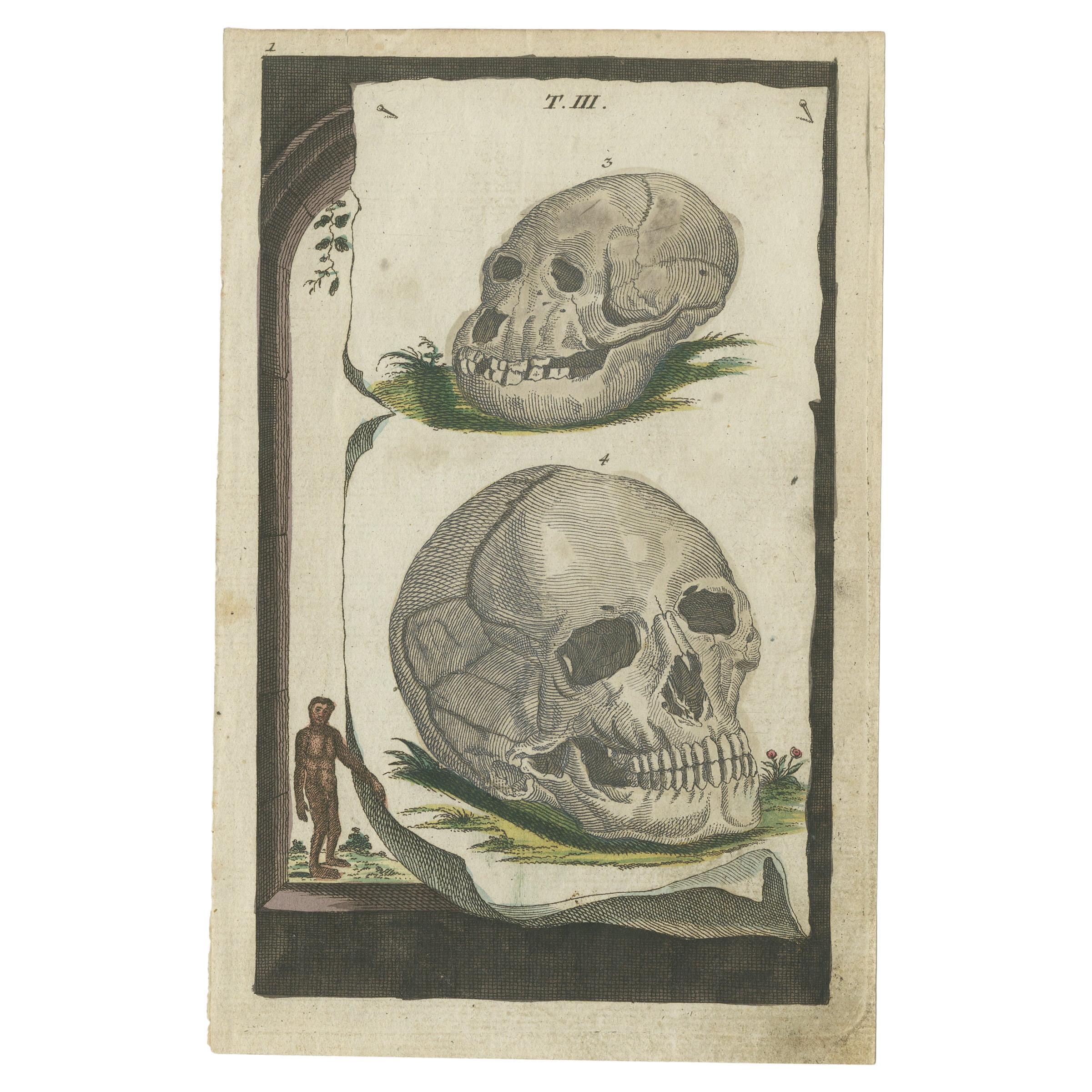 Rare Antique Hand-Colored Print with Two Skulls For Sale