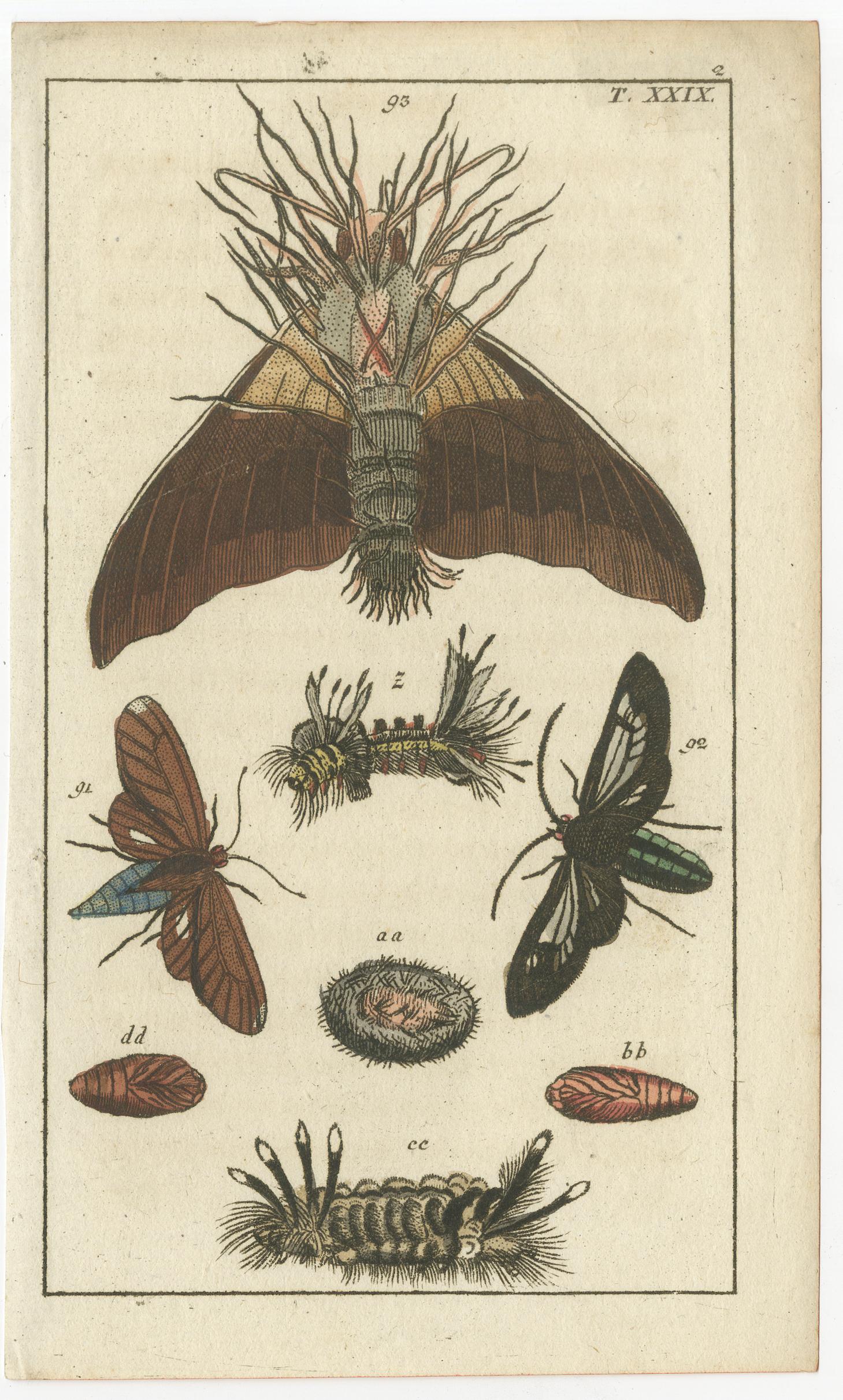 Title: Rare Antique Natural History Prints: Fascinating Insects and Life Cycles  

Description:  
This set of four small original antique prints from 1832 offers an extraordinary glimpse into the natural world, depicting the intricate life cycles