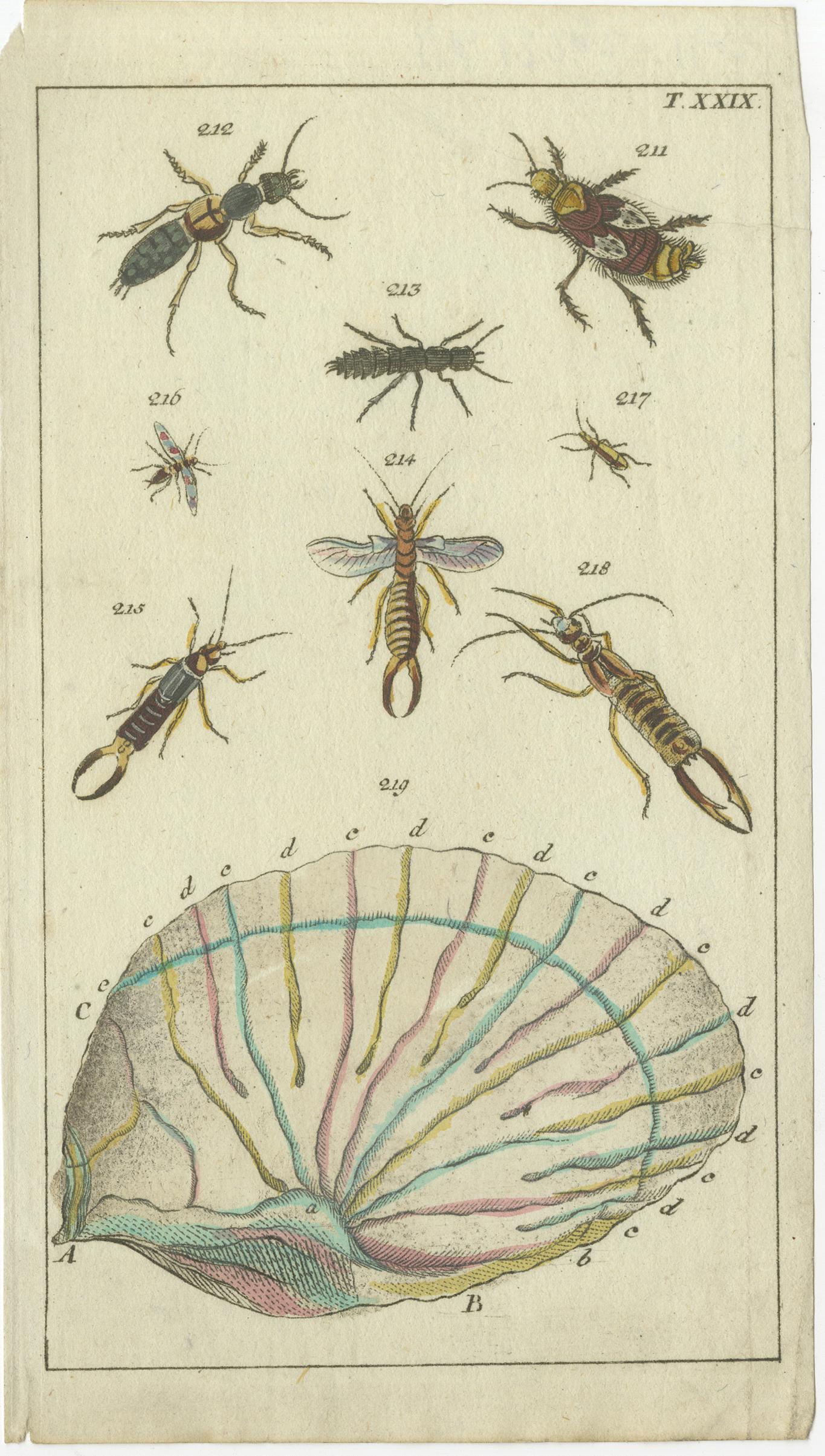 Rare Antique Natural History Prints: Fascinating Insects and Life Cycles, 1832 In Good Condition For Sale In Langweer, NL