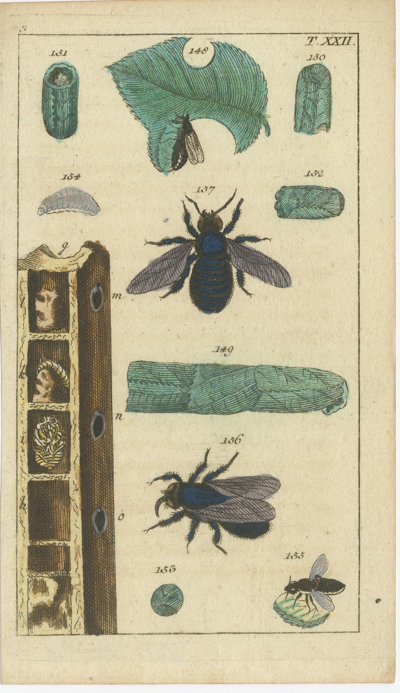 Mid-19th Century Rare Antique Natural History Prints: Fascinating Insects and Life Cycles, 1832 For Sale