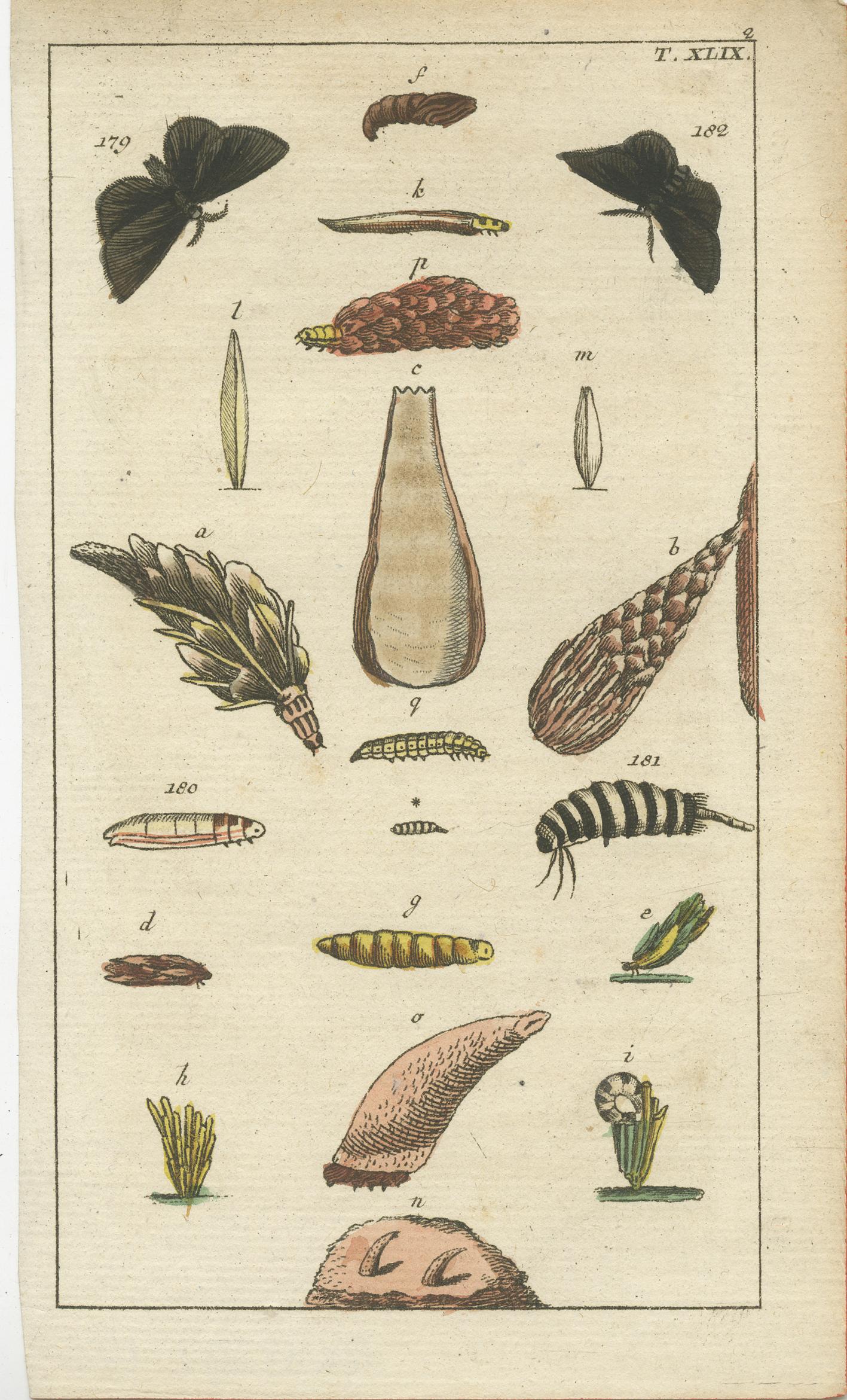 Paper Rare Antique Natural History Prints: Fascinating Insects and Life Cycles, 1832 For Sale
