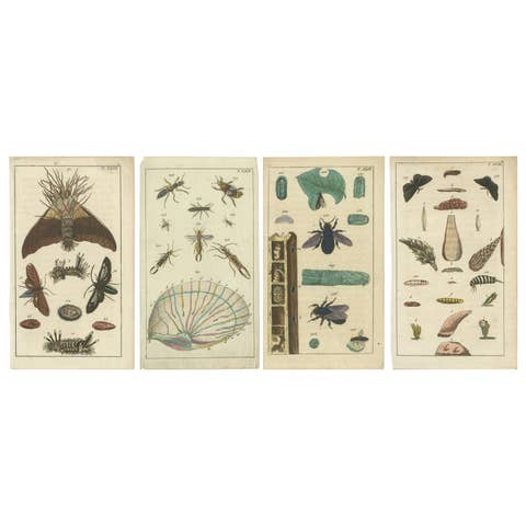 Rare Antique Natural History Prints: Fascinating Insects and Life Cycles, 1832