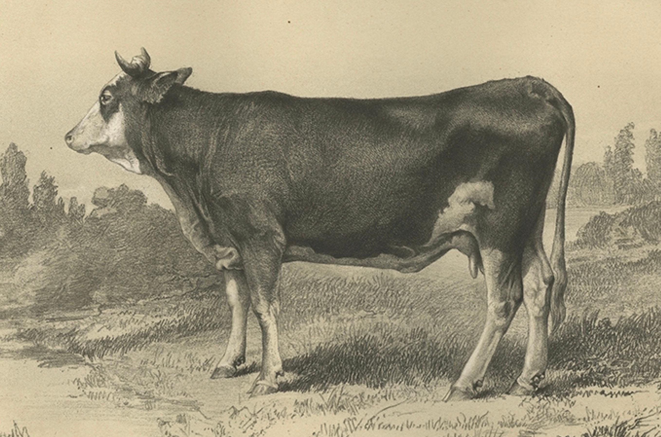 Rare Antique Print of a Mancelle Cow – French Agricultural Illustration, 1862 In Good Condition For Sale In Langweer, NL