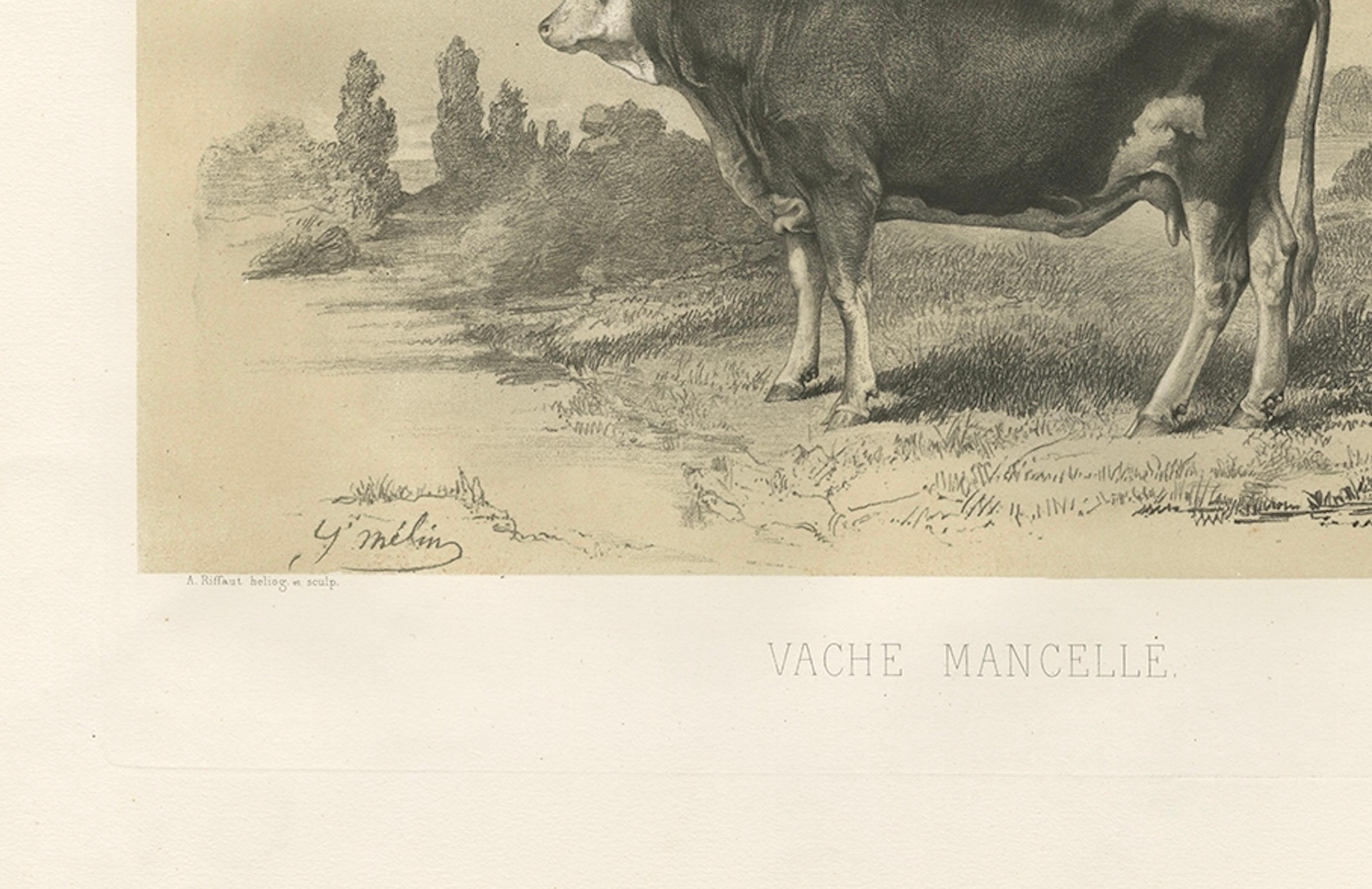 Mid-19th Century Rare Antique Print of a Mancelle Cow – French Agricultural Illustration, 1862 For Sale