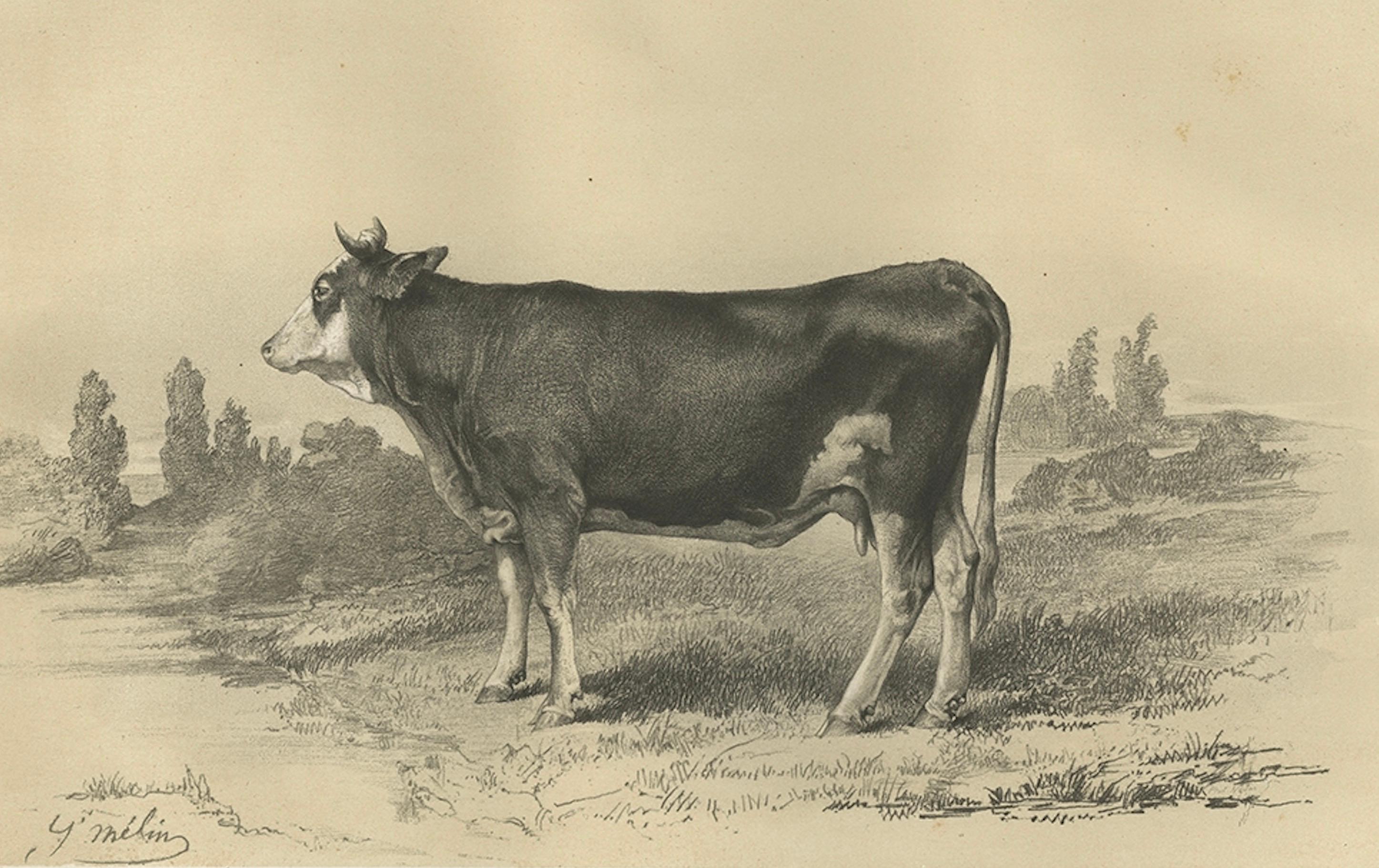 Paper Rare Antique Print of a Mancelle Cow – French Agricultural Illustration, 1862 For Sale