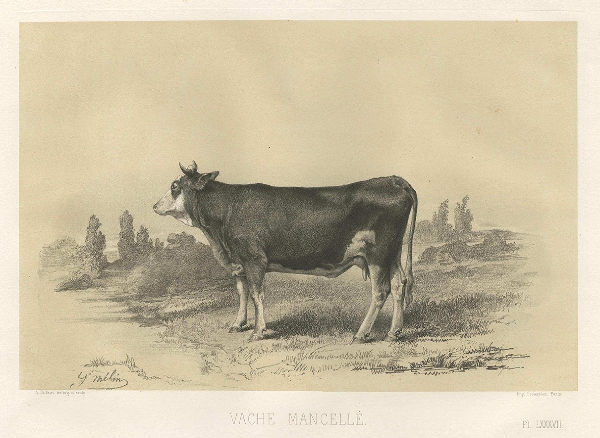 Rare Antique Print of a Mancelle Cow – French Agricultural Illustration, 1862 For Sale 1