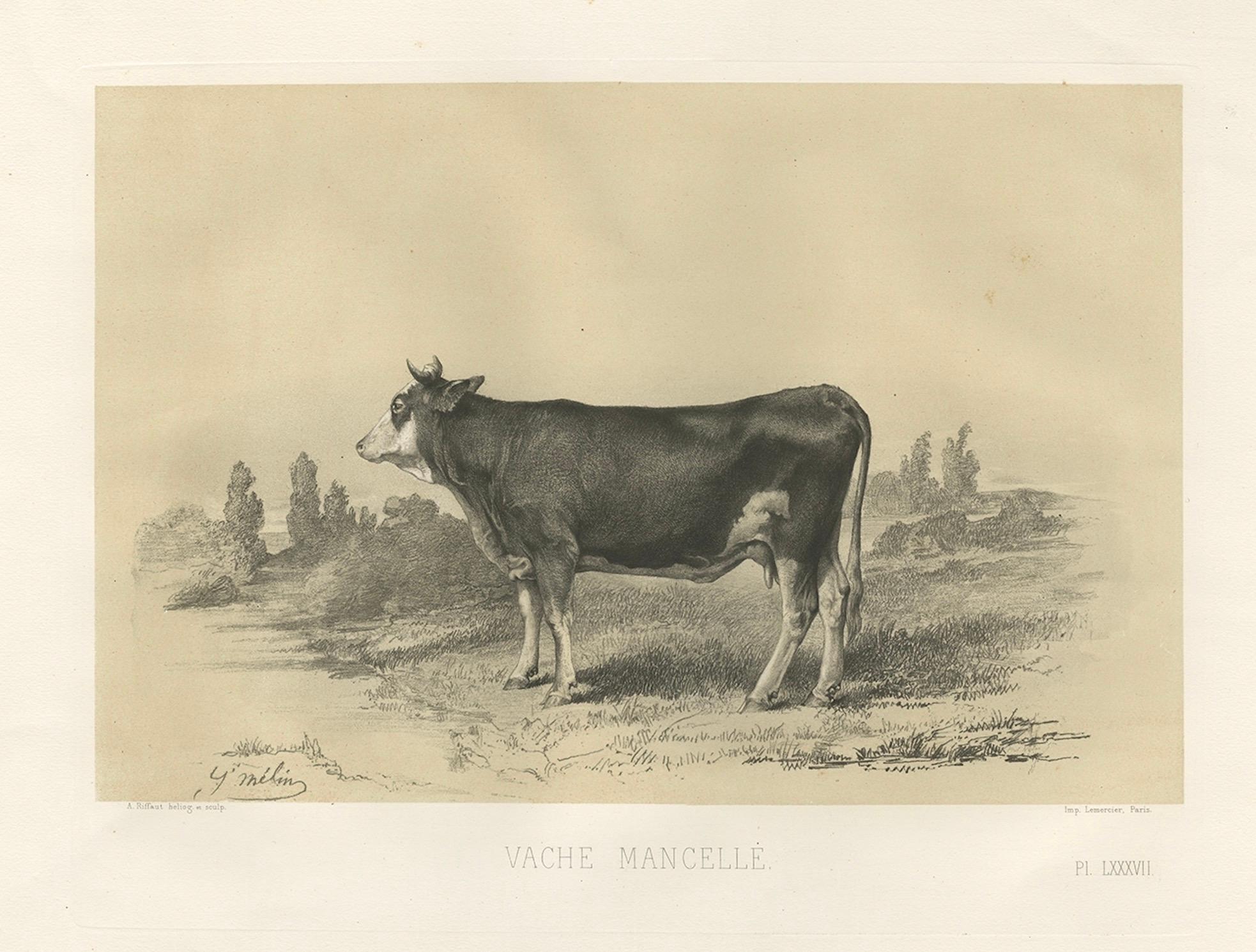Rare Antique Print of a Mancelle Cow – French Agricultural Illustration, 1862 For Sale 2