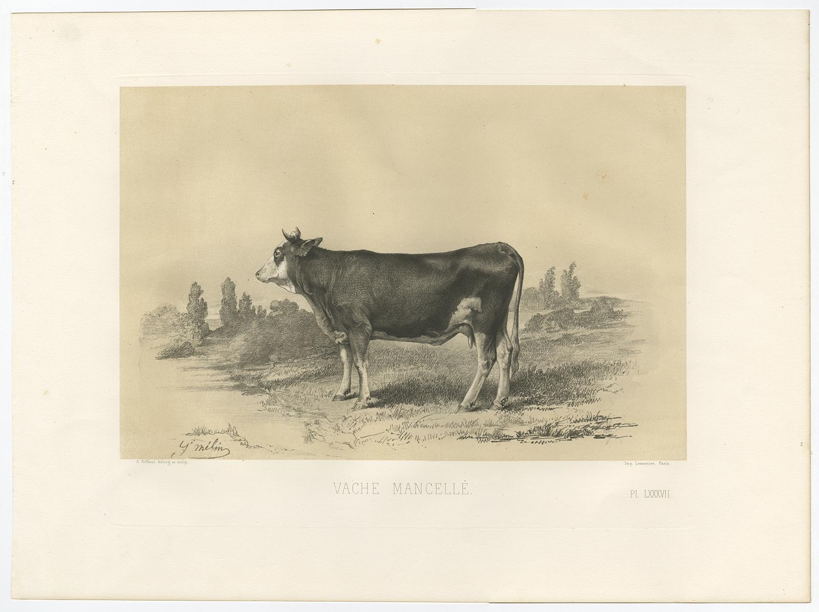 Rare Antique Print of a Mancelle Cow – French Agricultural Illustration, 1862 For Sale 3
