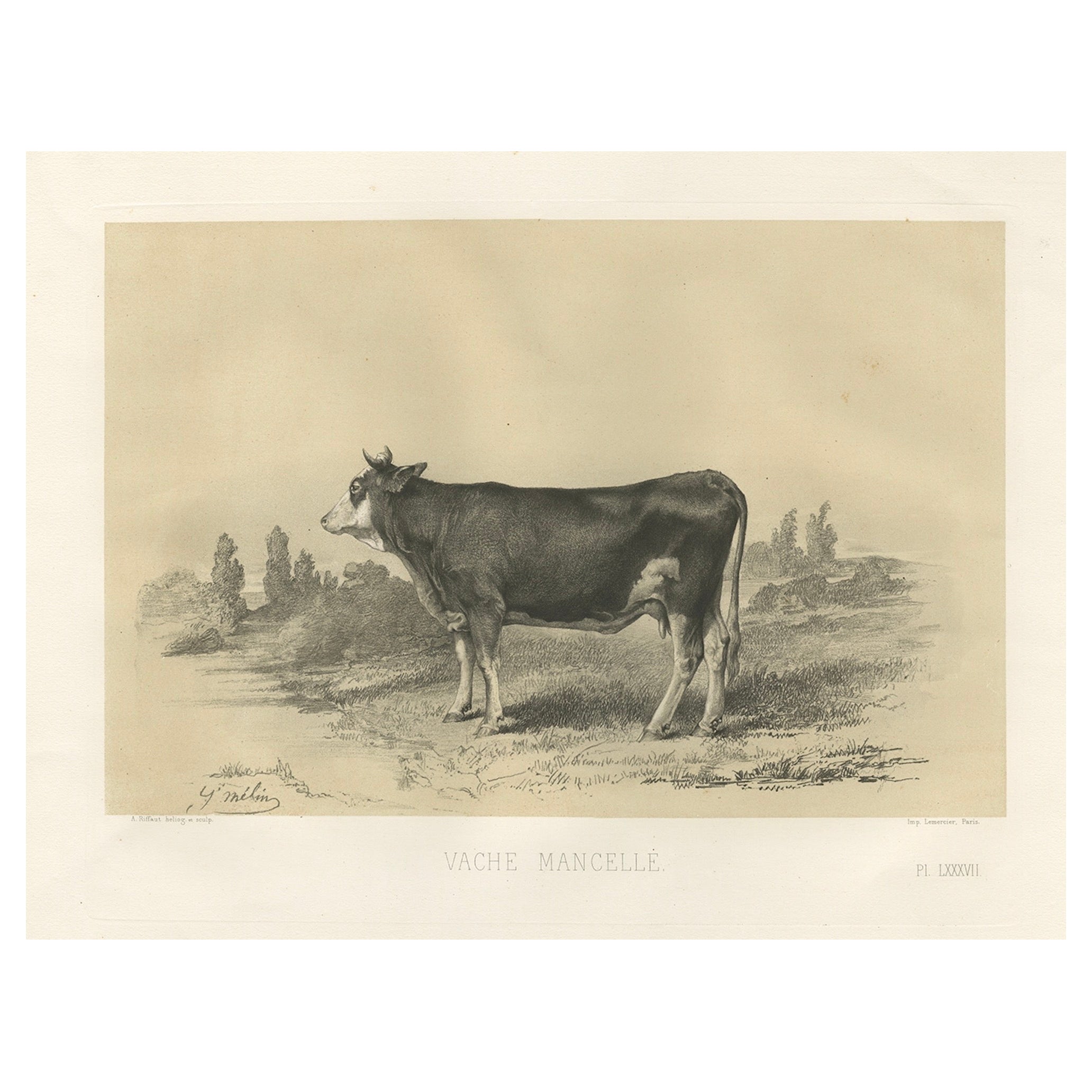Rare Antique Print of a Mancelle Cow – French Agricultural Illustration, 1862