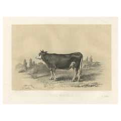 Rare Antique Print of a Mancelle Cow – French Agricultural Illustration, 1862