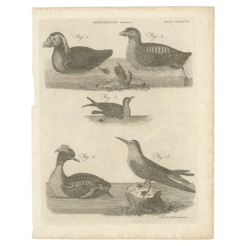 Antique print depicting various ducks and other birds. This print originates from volume 15 of Encyclopaedia Britannica' by Andrew Bell. 

Artists and Engravers: Andrew Bell (1726–1809) was a Scottish engraver and printer, who co-founded