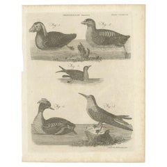 Rare Antique Print of Ducks and Other Birds, 1810