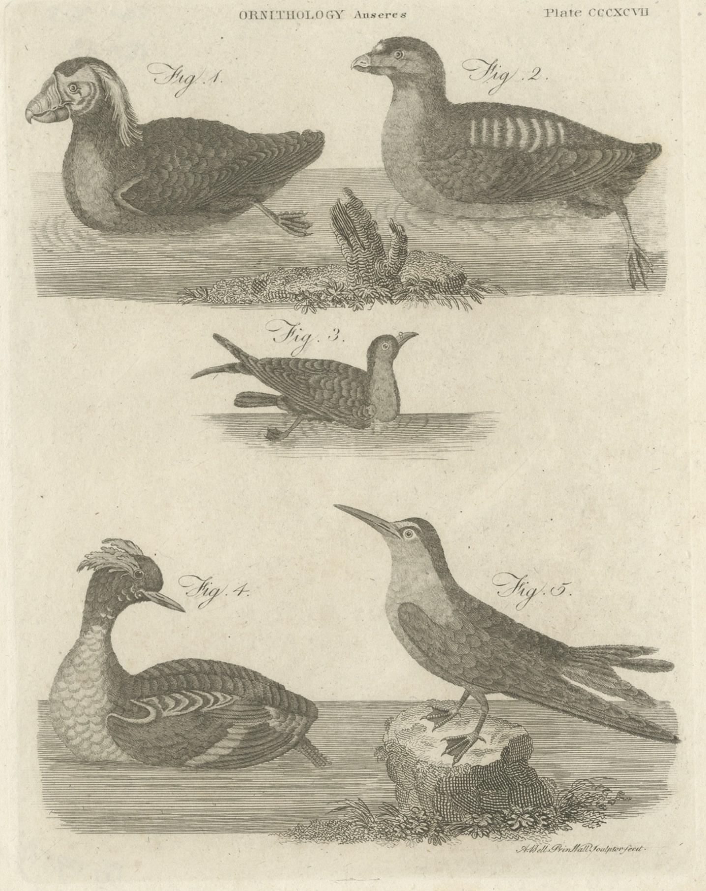 19th Century Rare Antique Print of Ducks and Other Birds, 1810 For Sale