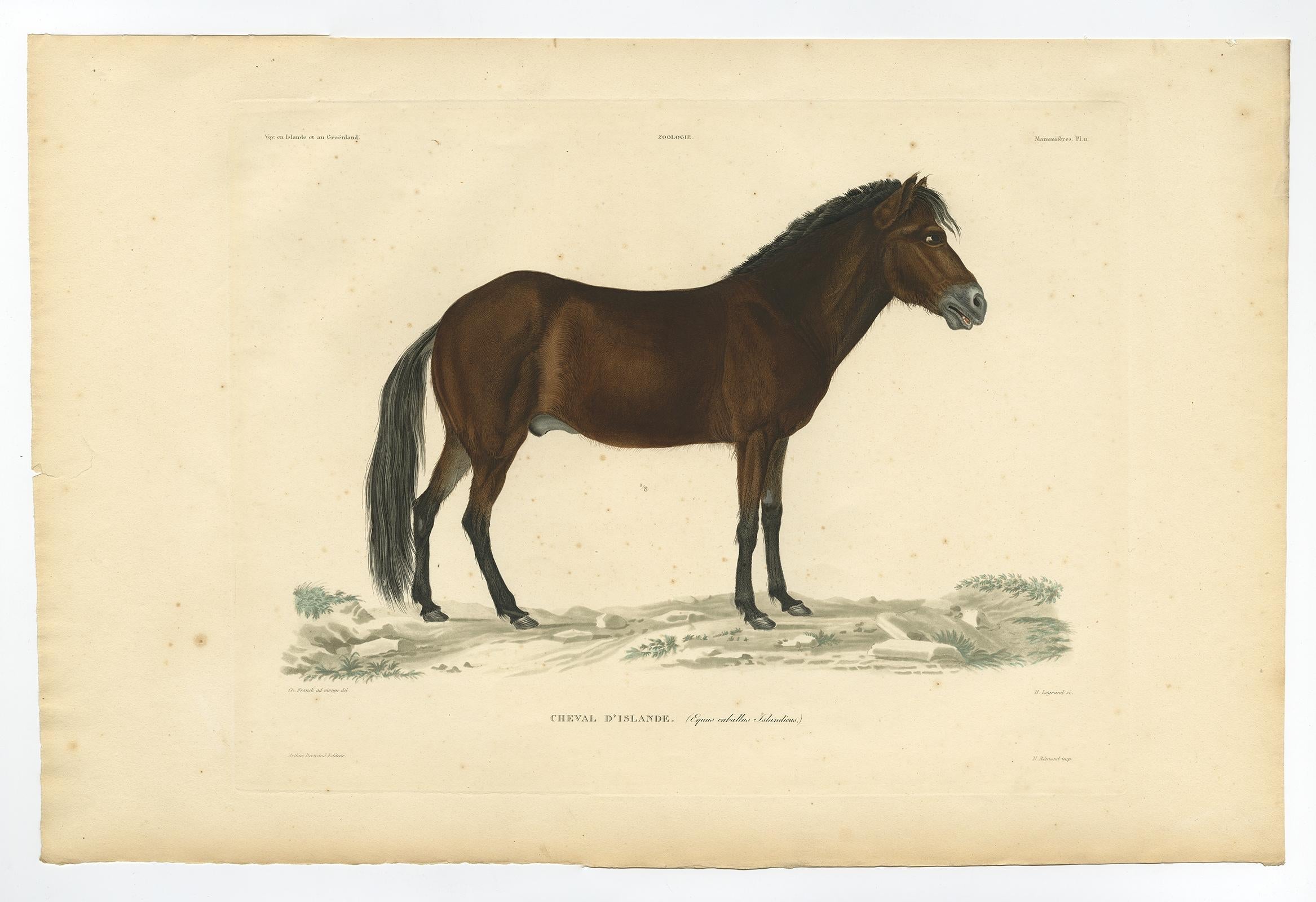 Rare estampe ancienne du cheval islandais, 1842 en vente 5
