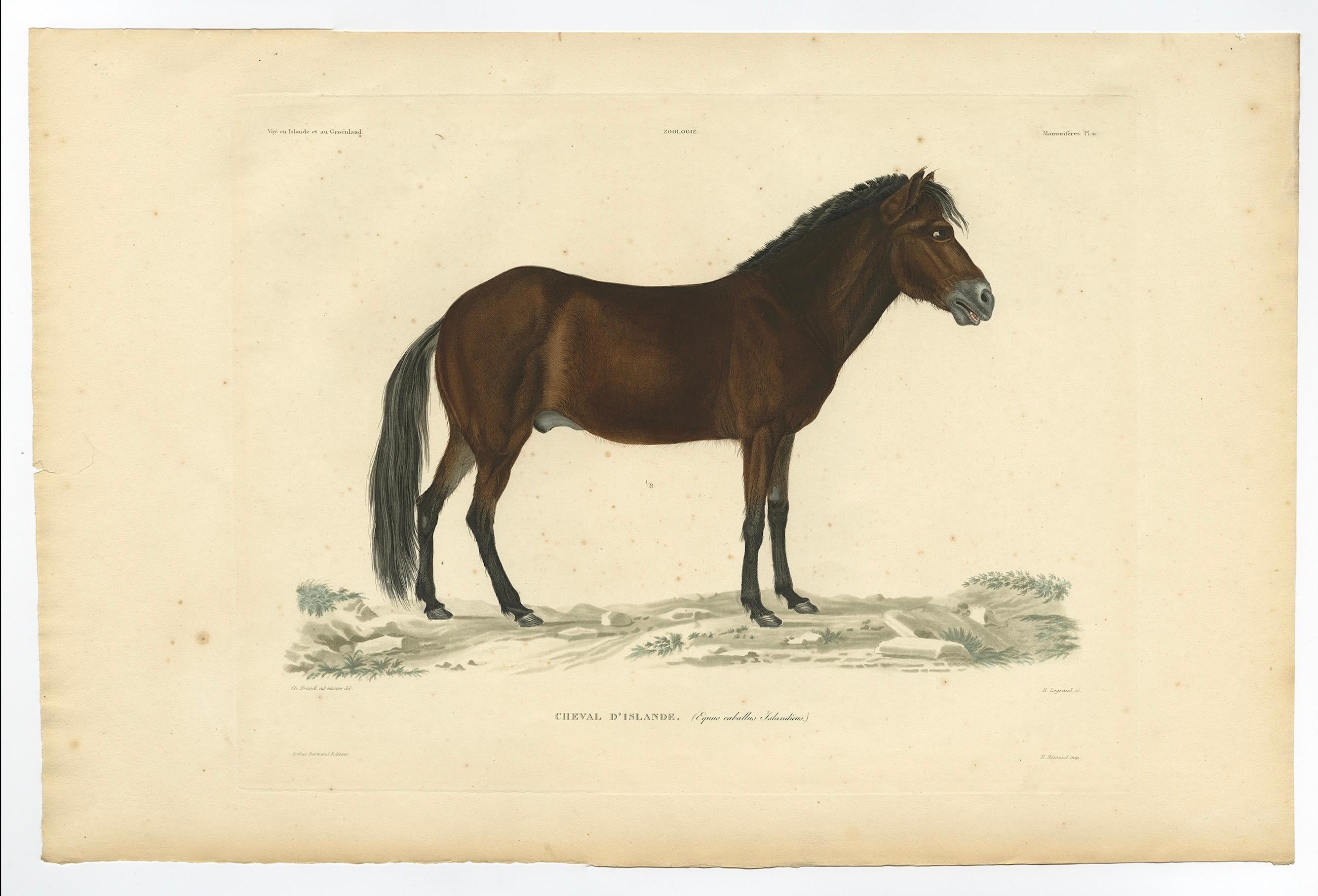 Rare estampe ancienne du cheval islandais, 1842 en vente 1