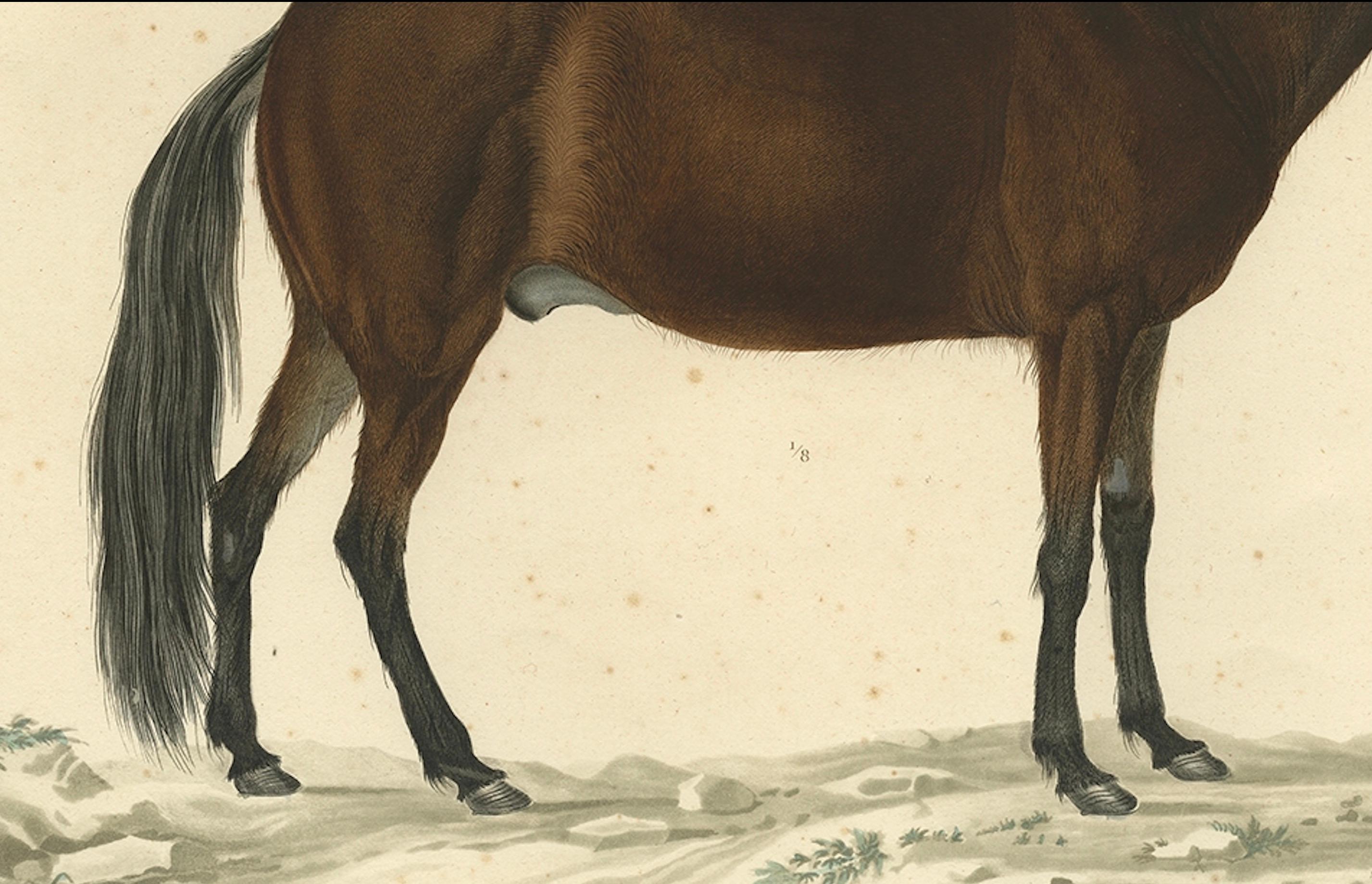 Rare estampe ancienne du cheval islandais, 1842 en vente 2