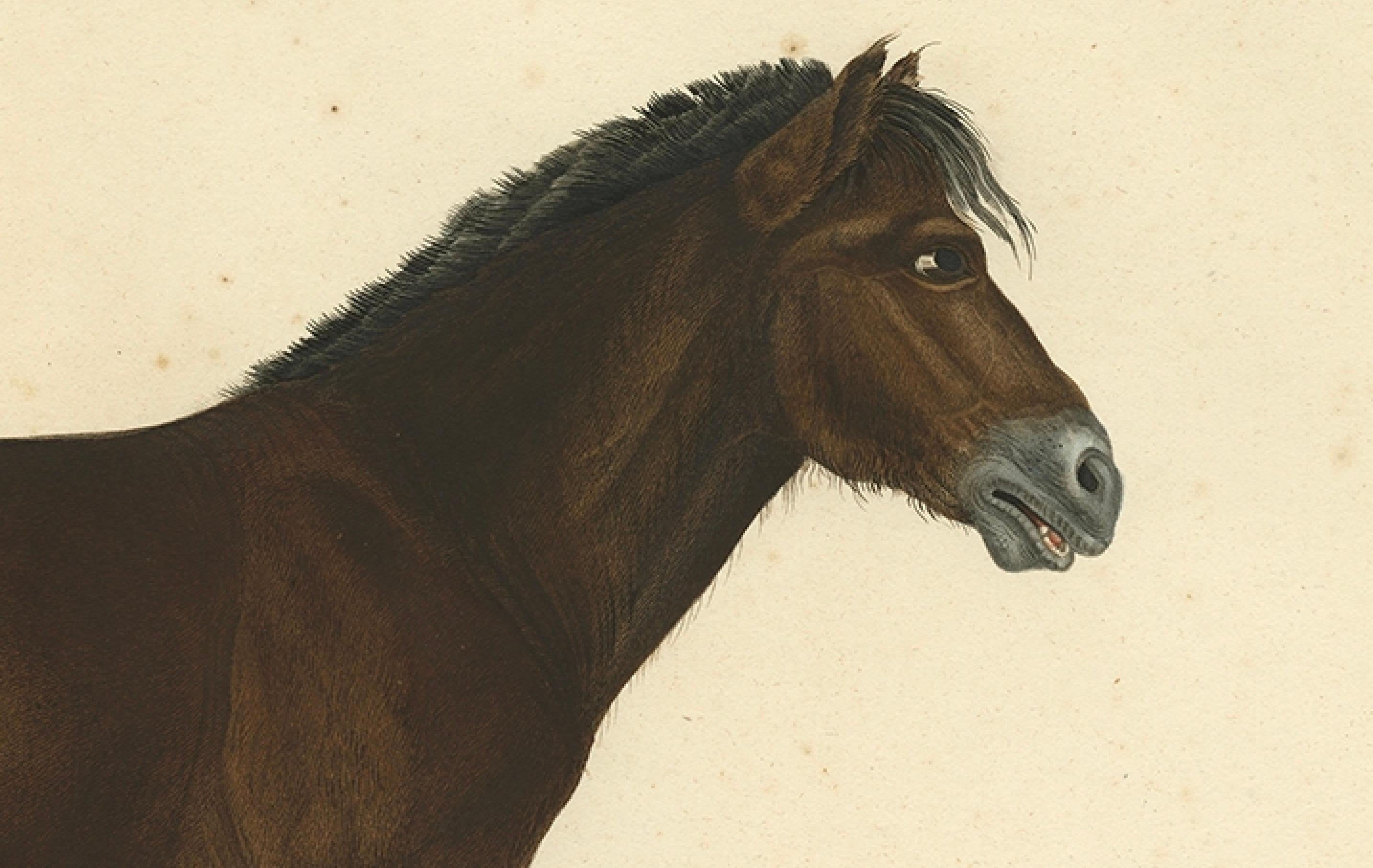 Rare estampe ancienne du cheval islandais, 1842 en vente 3