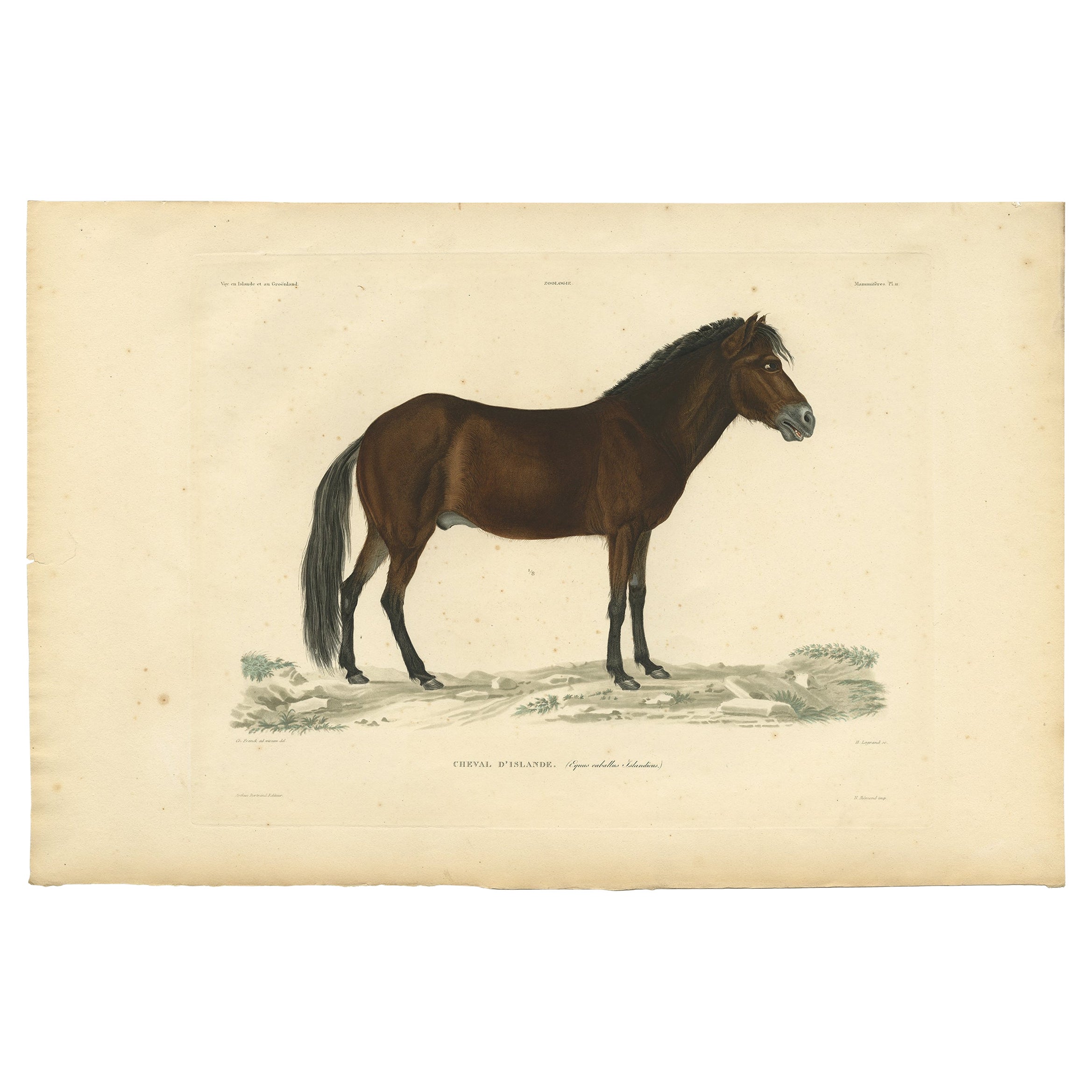 Seltener antiker Druck des isländischen Pferdes, 1842