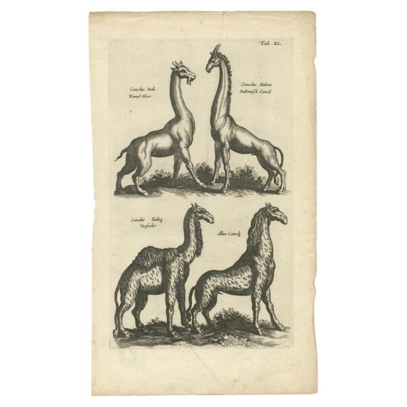 Antique print of various animals; Camelus Iudi, Camelus Indicus etc. This print originates from 'Historiae Naturalis (..)' by John Johnston, published by Matthias Merian in 1657.

Artists and Engravers: John Johnston (or Johnstone, 1603-1675) was