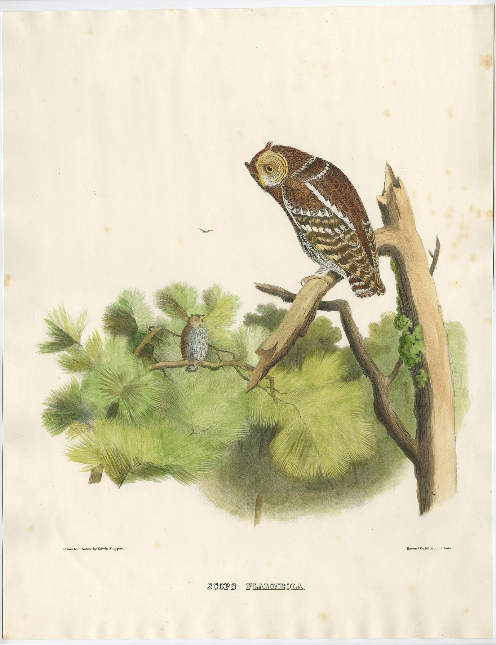 Antique print, titled: 'Scops Flammeola.' - Rare antique print showing the flammulated owl (Psiloscops flammeolus).

This attractive and rare print originates from the sumptuous work 'The new and heretofore unfigured species of the birds of North