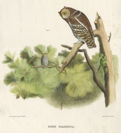 Rare Large Antique Print of the Flammulated Owl (Psiloscops flammeolus), 1869
