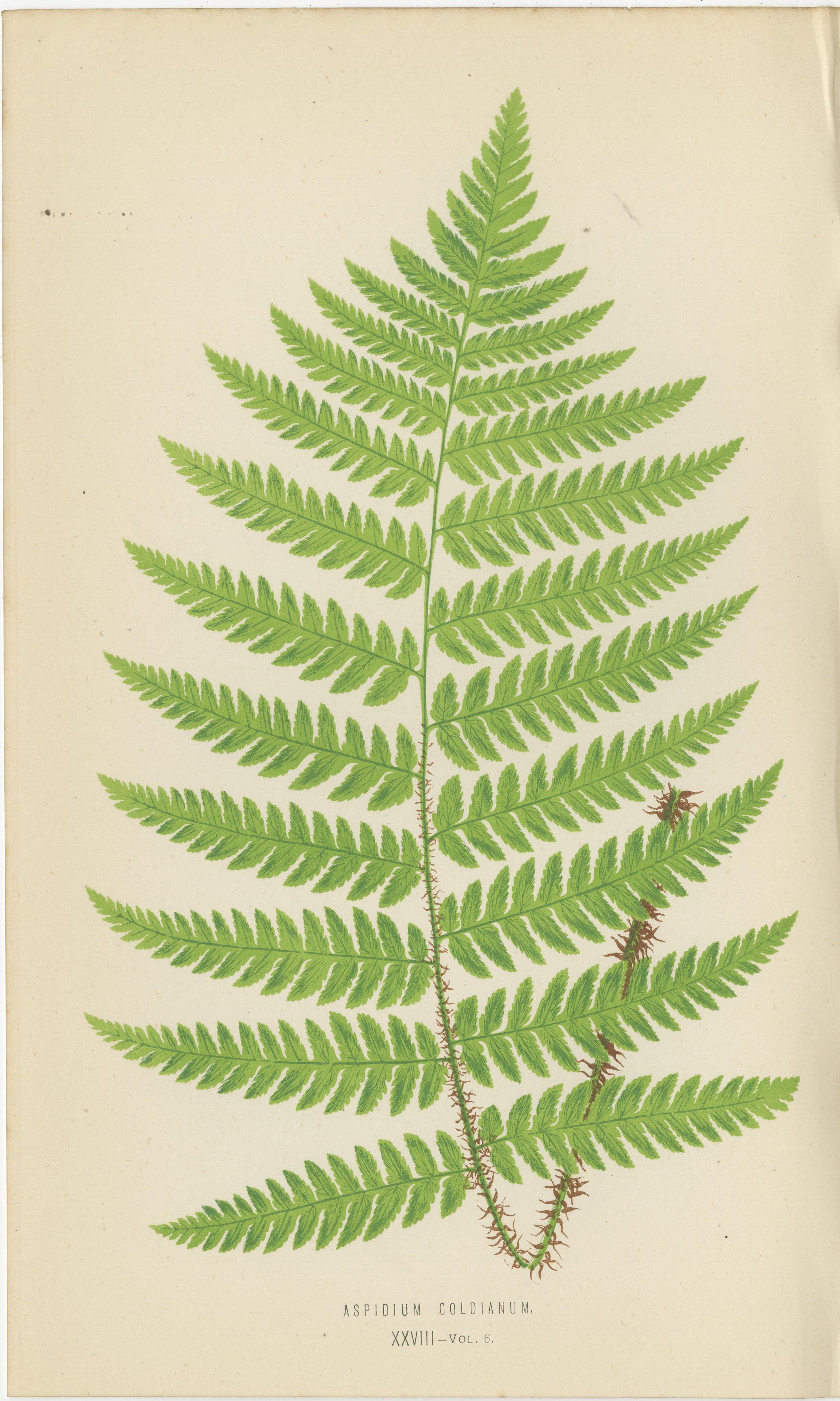 Titre : Rare ensemble ancien de six gravures de fougères botaniques par E.J. Lowe (1868) - Espèces d'Aspidium

Description : Cet ensemble exquis de six gravures botaniques de fougères, créé par le célèbre botaniste britannique Edward Joseph Lowe en