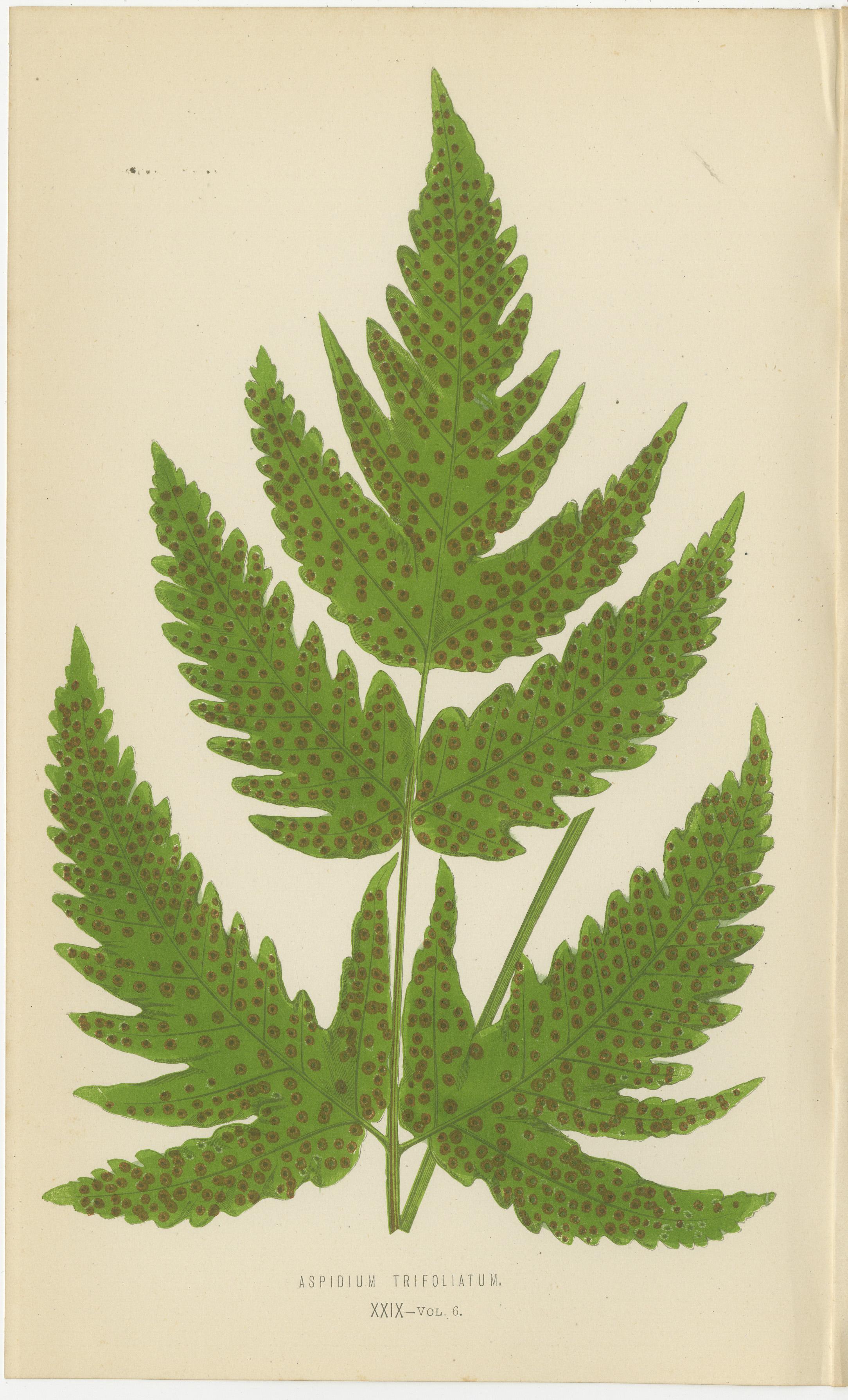 Rare ensemble ancien de six estampes botaniques de Fern par E.J. Lowe (1868) Bon état - En vente à Langweer, NL