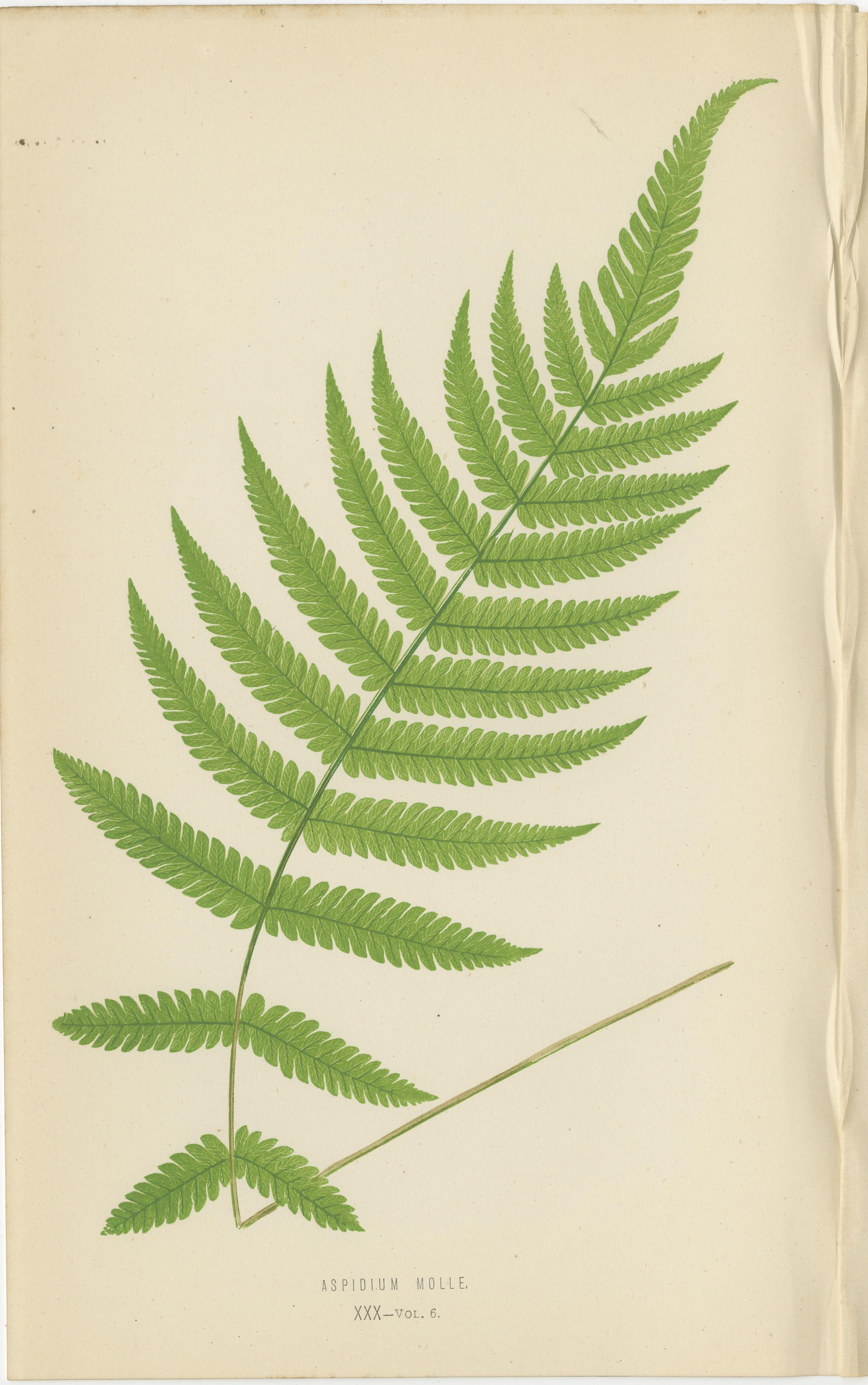 Milieu du XIXe siècle Rare ensemble ancien de six estampes botaniques de Fern par E.J. Lowe (1868) en vente