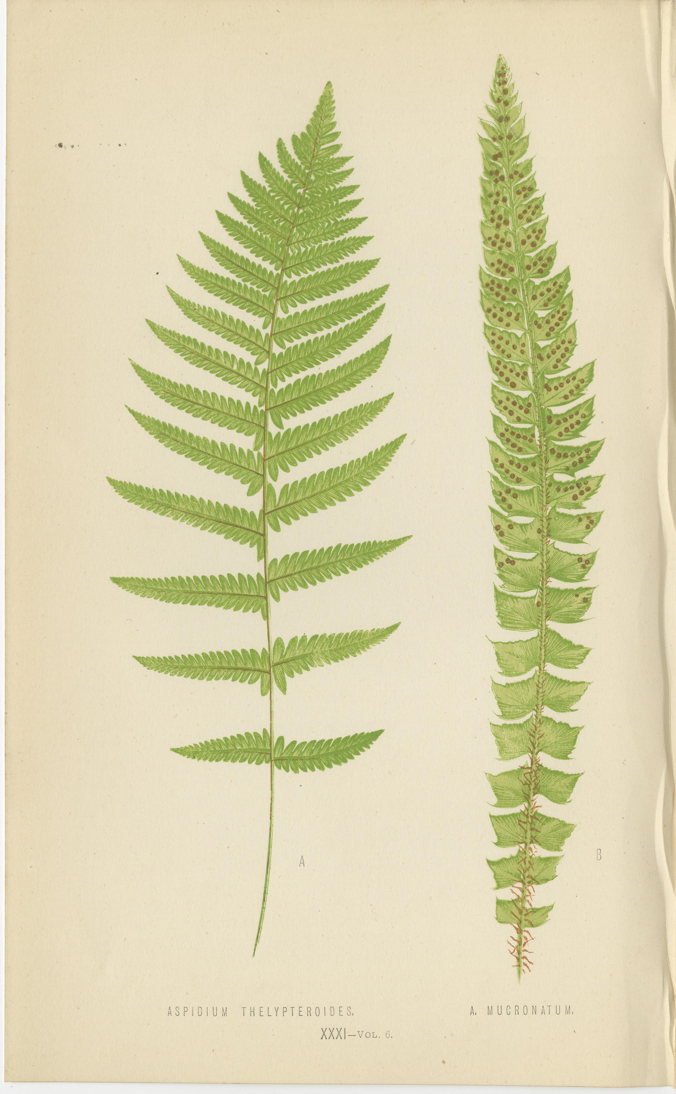 Papier Rare ensemble ancien de six estampes botaniques de Fern par E.J. Lowe (1868) en vente