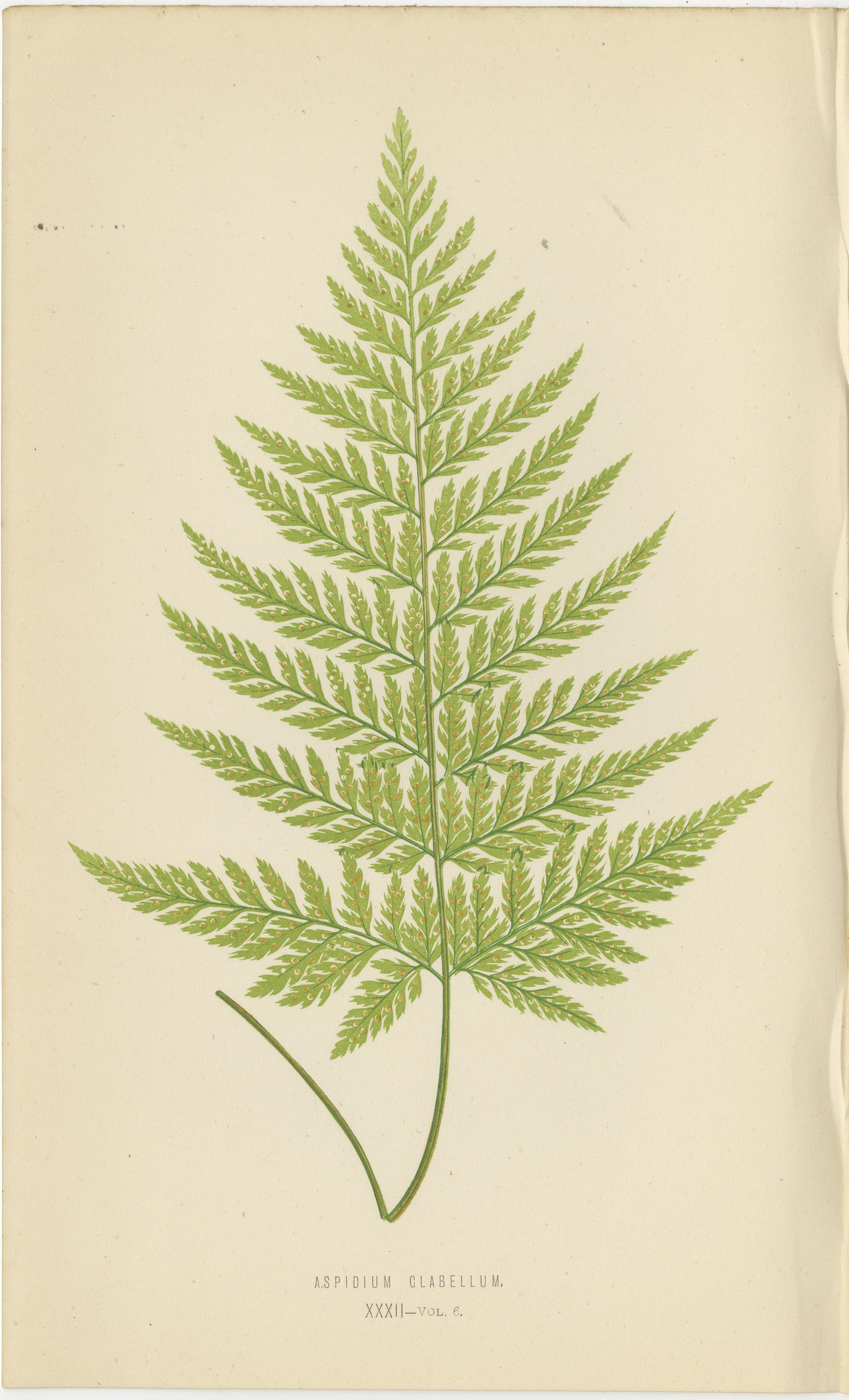 Rare ensemble ancien de six estampes botaniques de Fern par E.J. Lowe (1868) en vente 1