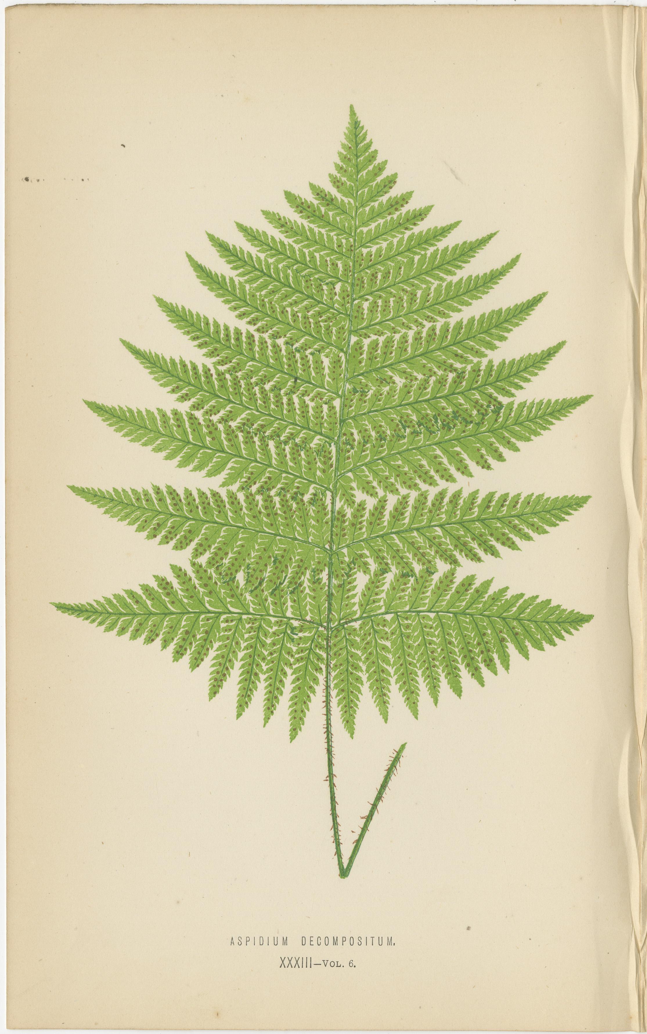 Rare ensemble ancien de six estampes botaniques de Fern par E.J. Lowe (1868) en vente 2