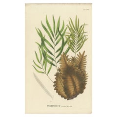 Seltene, kunstvoll gearbeitete Lithographie von Fernen aus Java „Polypodium“, 1829