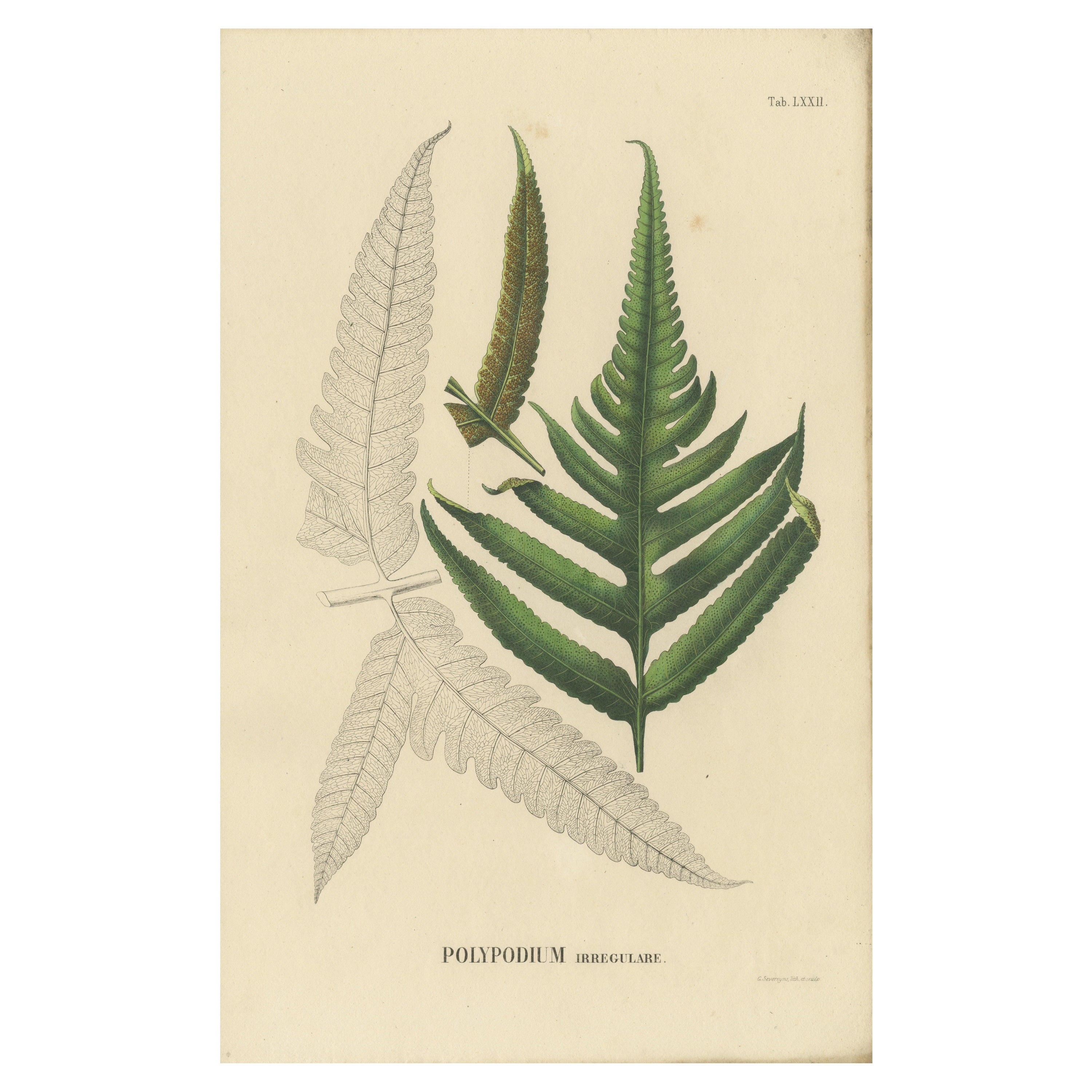 Rare, Artfully Handcolored Lithograph of Ferns of Indonesia (Polypodium), 1829