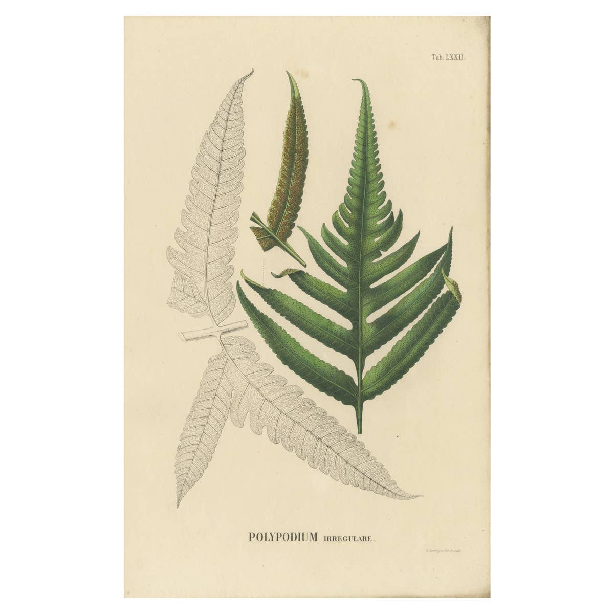 Rare, Artfully Handcolored Lithograph of Ferns of Indonesia (Polypodium), 1829
