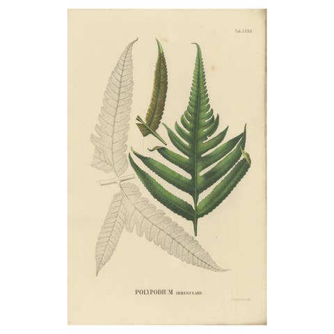 Rare, Artfully Handcolored Lithograph of Ferns of Indonesia (Polypodium), 1829