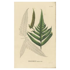 Rare, Artfully Handcolored Lithograph of Ferns of Indonesia (Polypodium), 1829