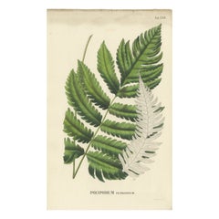 Seltene, kunstvoll handkolorierte Lithographie von Farnen aus Java, „Polypodium“, 1829