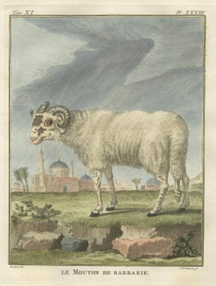 Rare Barbary Sheep Engraving – Hand-Coloured Buffon Amsterdam Edition, 1769