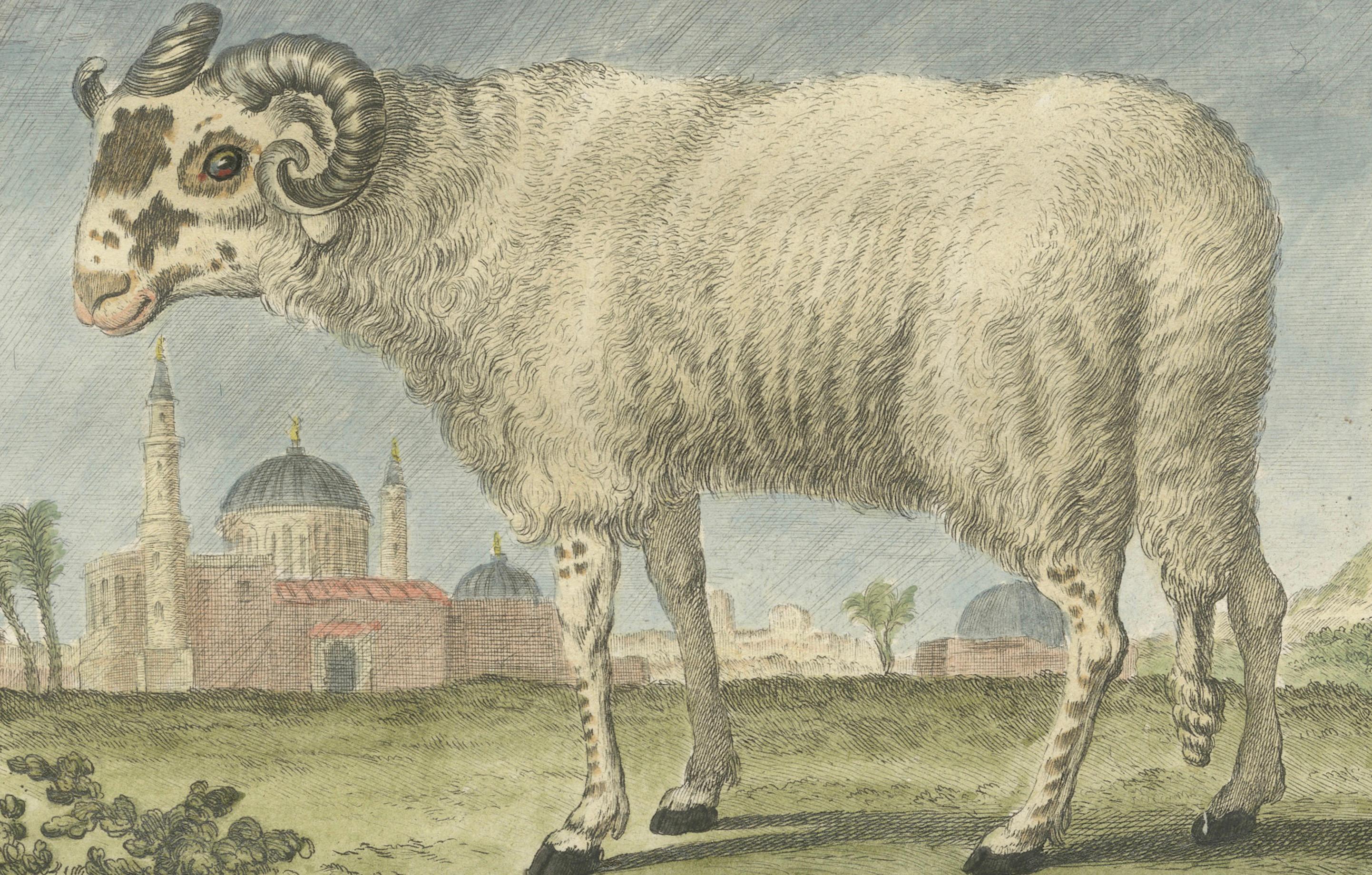 Seltener Barbary-Schaf-Stich - handkolorierte Ausgabe von Buffon Amsterdam, 1769 (Niederländisch) im Angebot